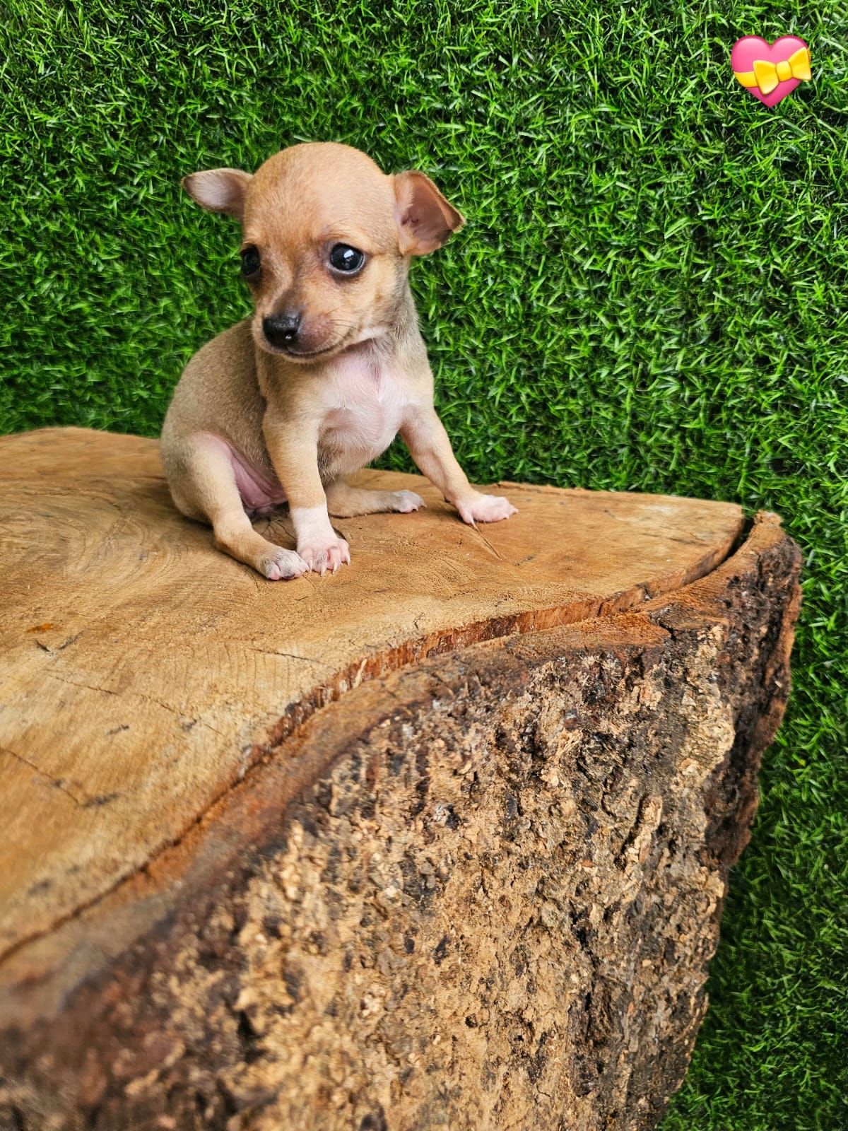 OFERTA CACHORRO CHIHUAHUA 1 AMBOS SEXO EN SANTO DOMINGO CON SU VACUNA  Foto 7273255-3.jpg