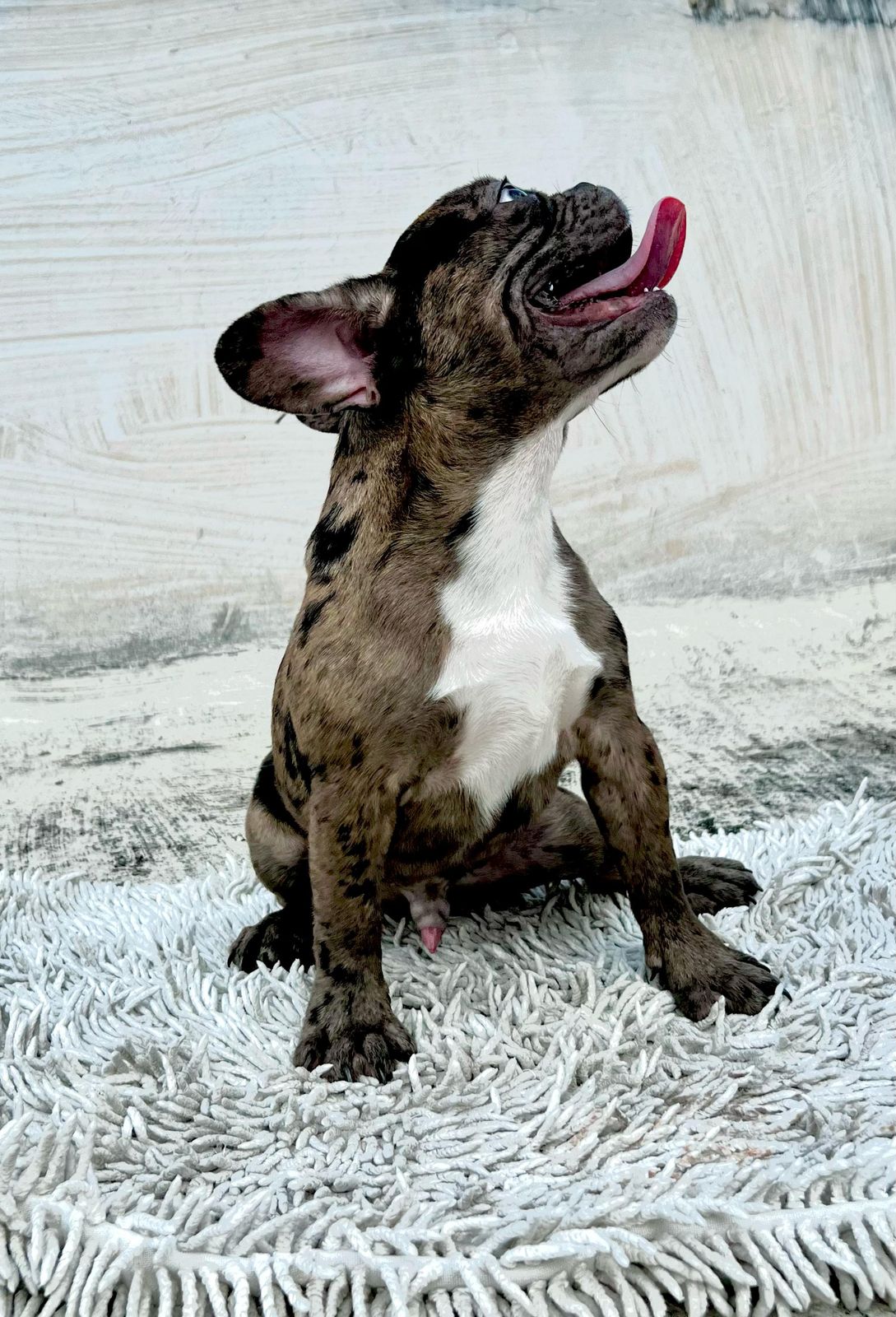 OFERTA CACHORRO BULLDOG FRANCES MERLE MACHO UBICADO EN SANTO DOMINGO Foto 7273256-2.jpg