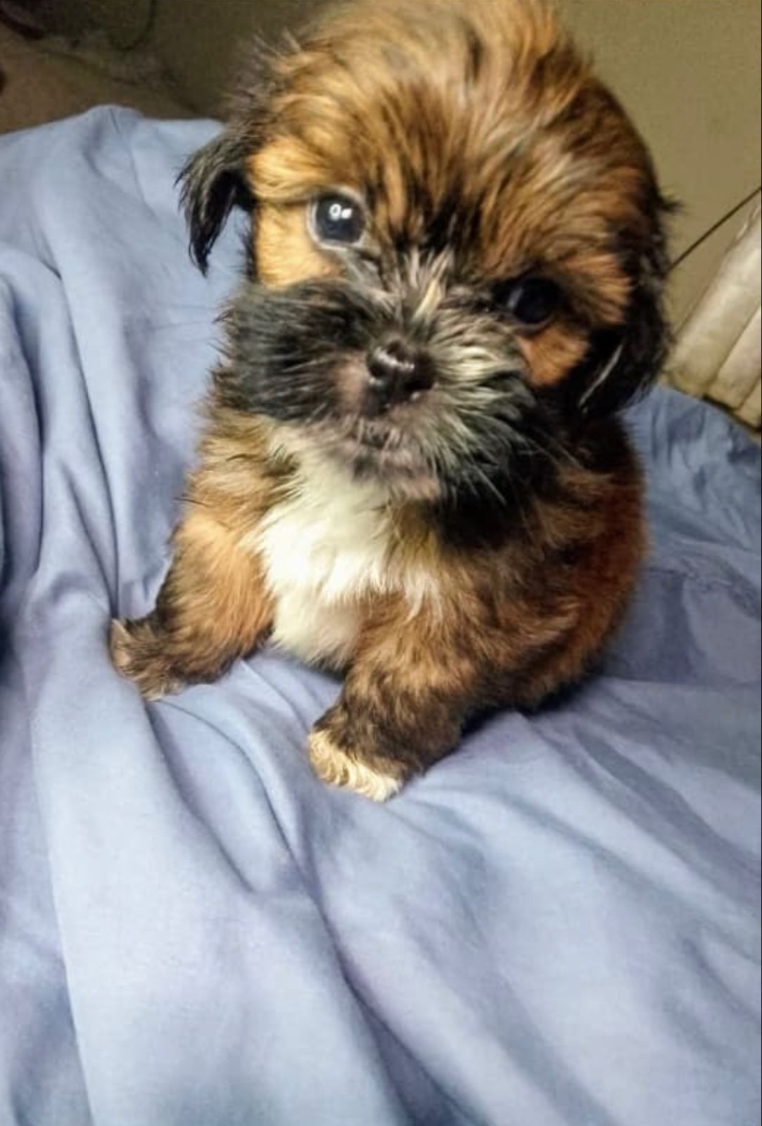 OFERTA CACHORRO SHIPOO MACHO EN SANTO DOMINGO Y TODO AL DIA Foto 7273258-2.jpg