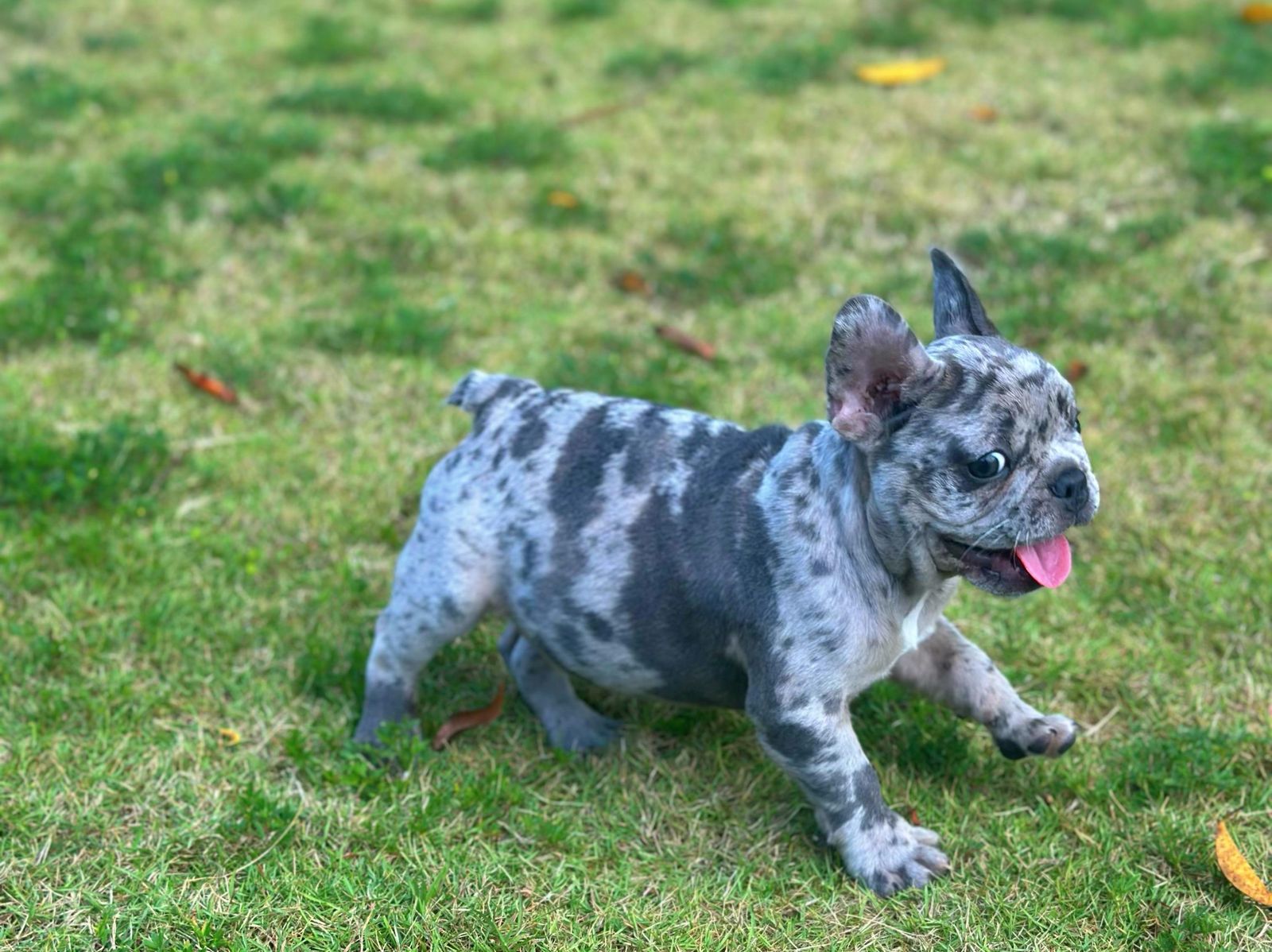 OFERTA CACHORRO BULLDOG FRANCES MERLE MACHO EN SANTO DOMINGO SE ENTREG Foto 7273261-3.jpg