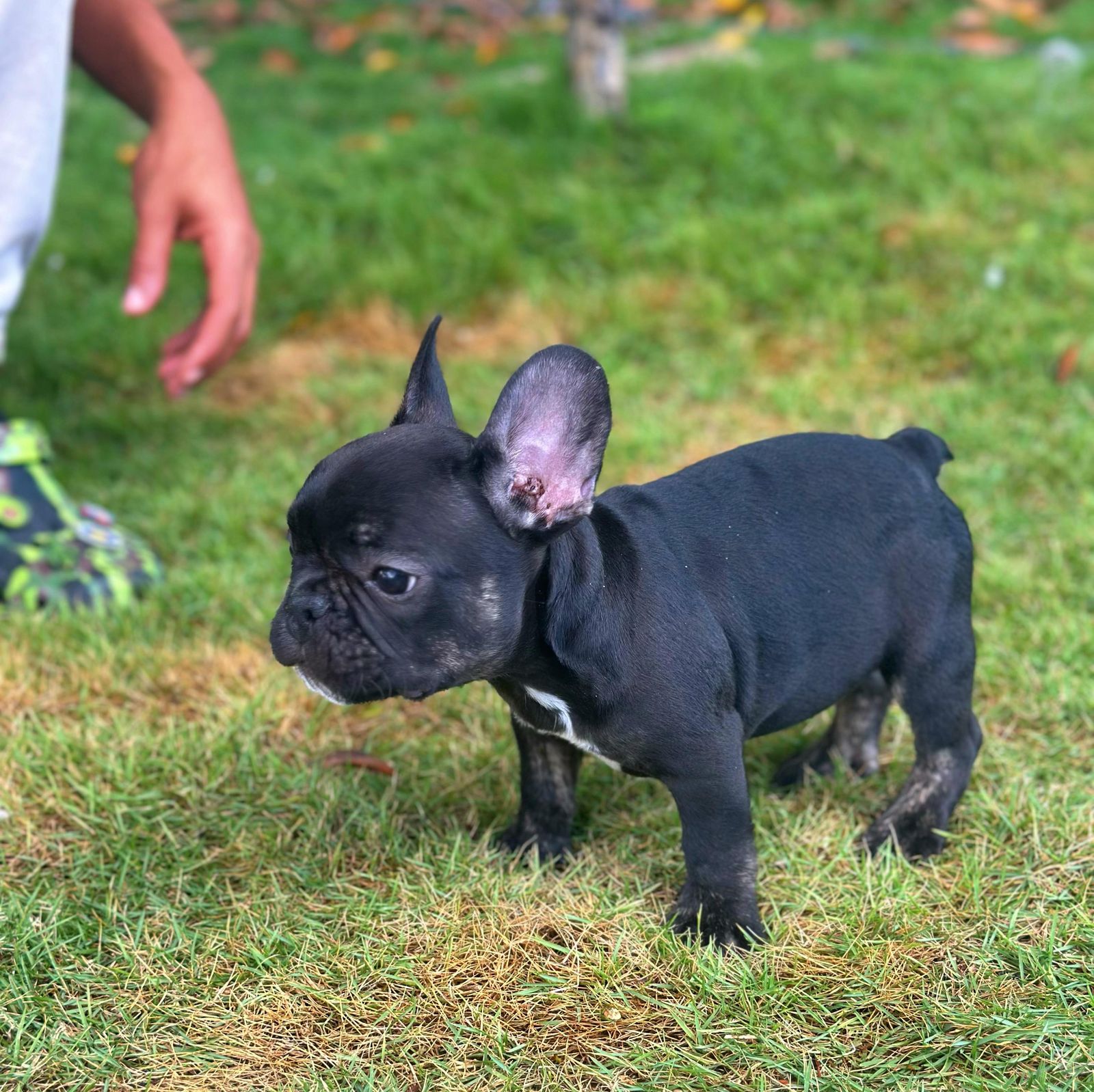 OFERTA CACHORRO BULLDOG FRANCES MERLE MACHO EN SANTO DOMINGO SE ENTREG Foto 7273261-4.jpg