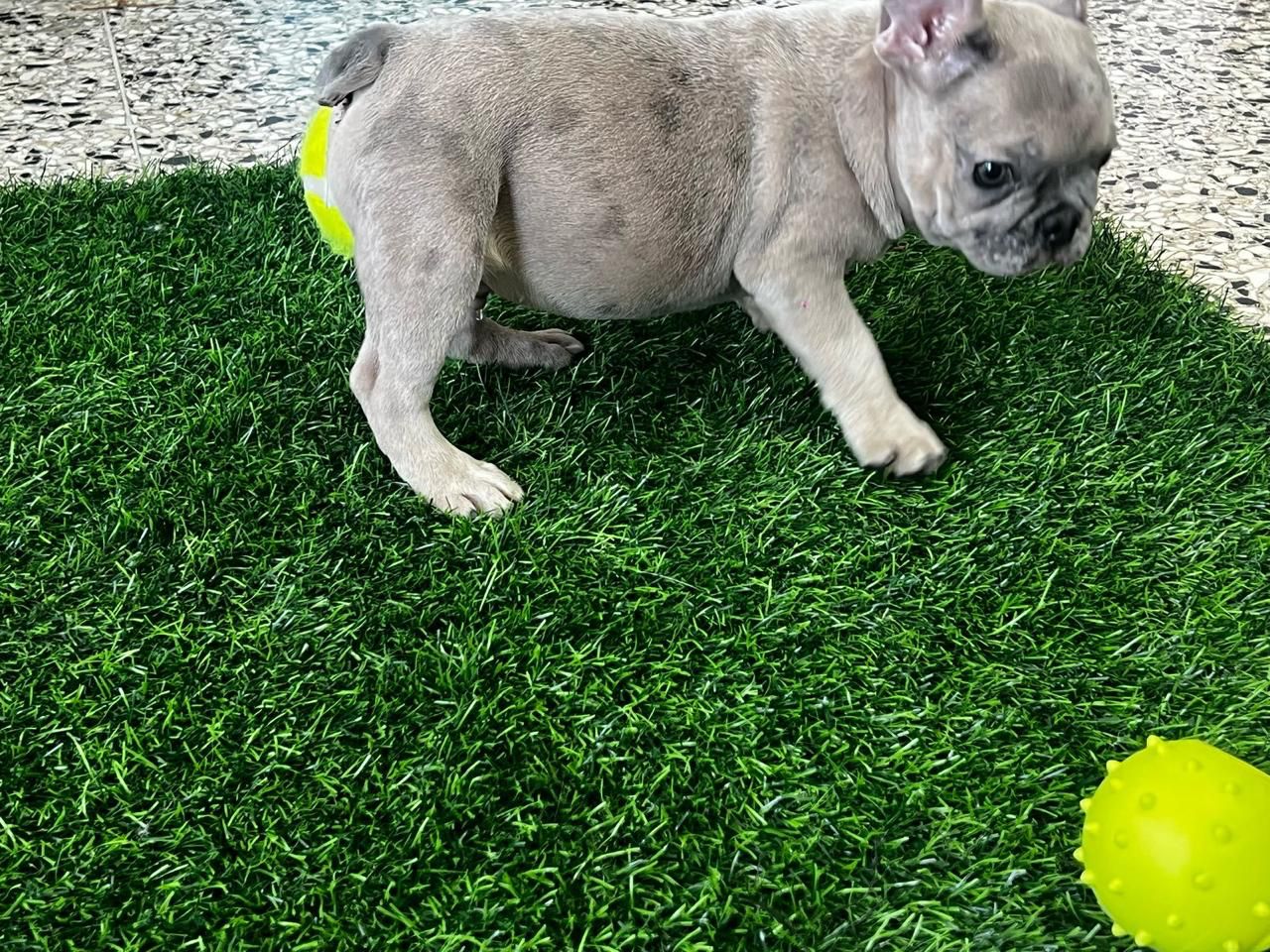 OFERTA CACHORRO BULLDOG FRANCES MACHO EN SANTO DOMINGO Y VACUNA AL DIA Foto 7273263-2.jpg