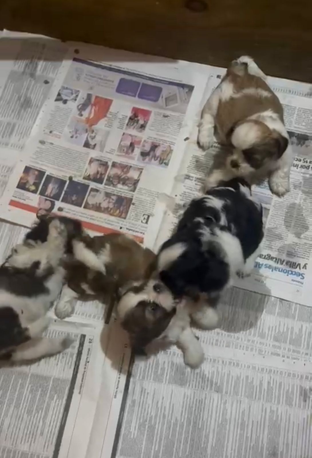 OFERTA CACHORRO SHIPOO AMBOS SEXO EN SANTO DOMINGO VACUNADOS Foto 7273518-1.jpg