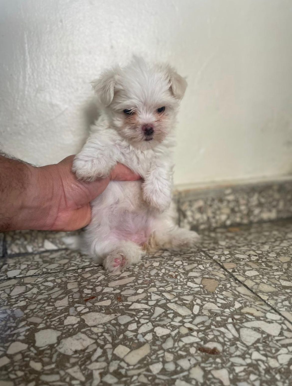OFERTA CACHORRO MALTES AMBOS SEXO EN SANTO DOMINGO CON SU VACUNA AL DI Foto 7273519-2.jpg