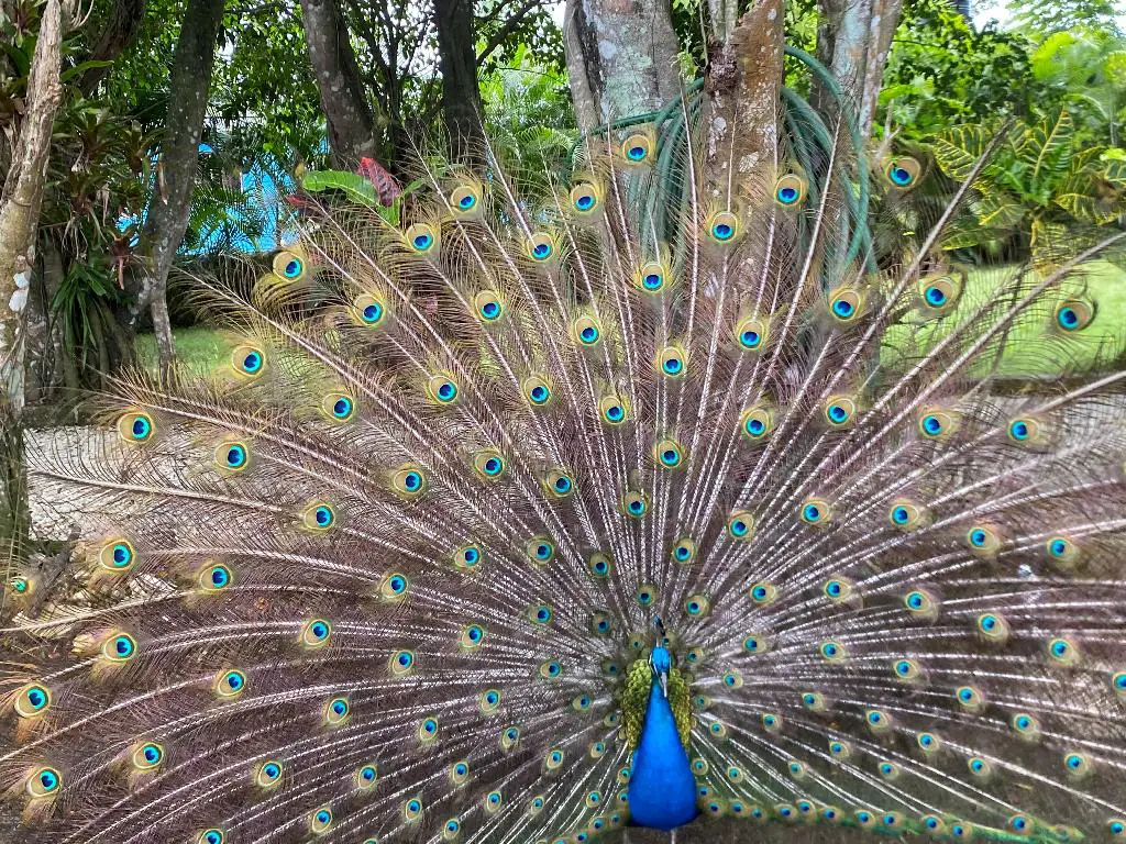 Pavos reales en Venta Pajuiles  en Monte Plata Foto 7273523-1.jpg