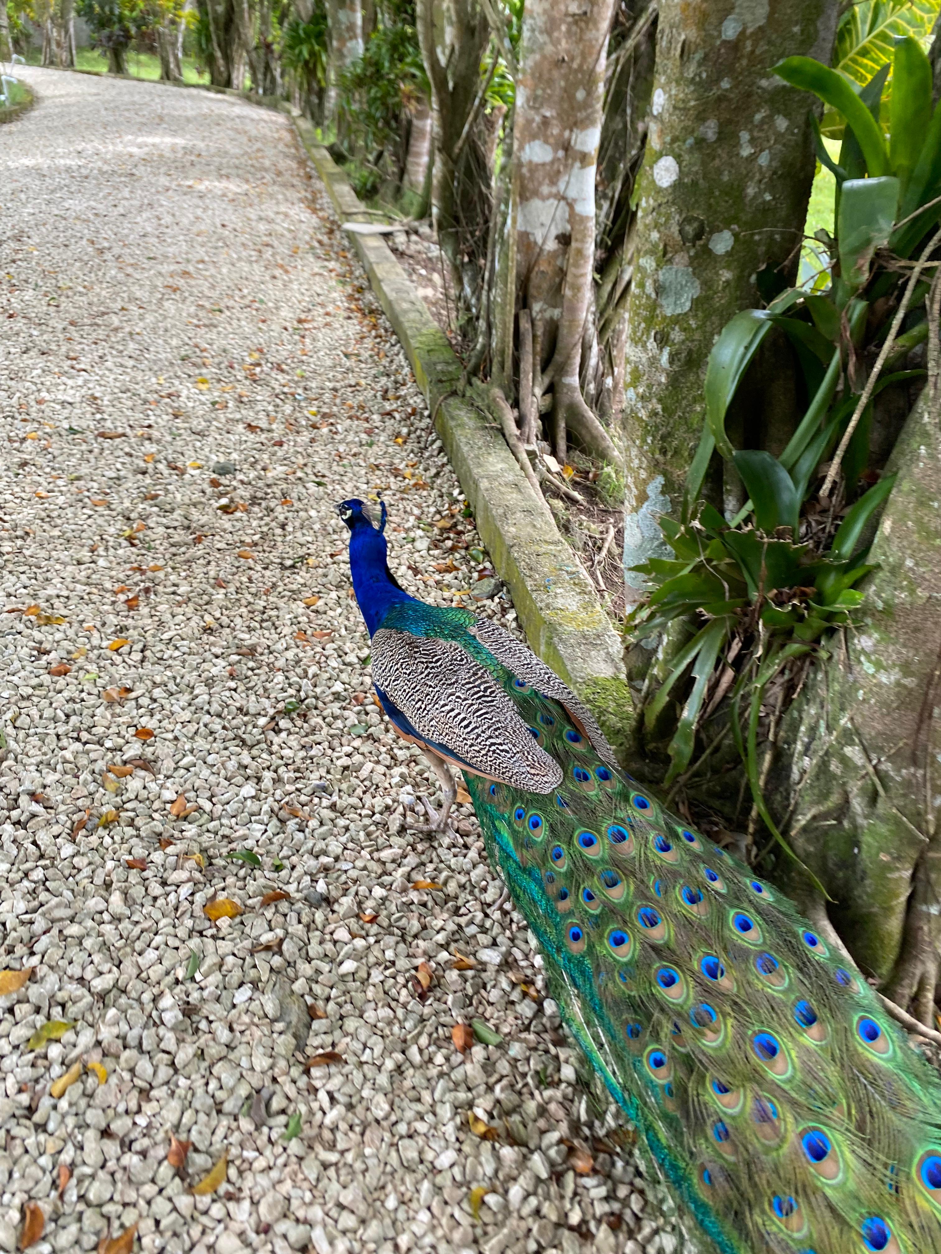 Pavos reales en Venta Pajuiles  en Monte Plata Foto 7273523-4.jpg