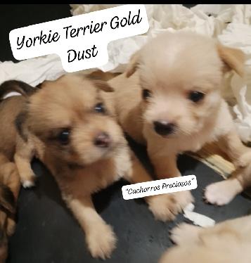 Yorkie Terrier Gold Dust  Foto 7273541-2.jpg