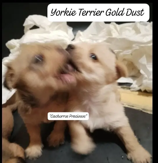 Yorkie Terrier Gold Dust  Foto 7273541-3.jpg