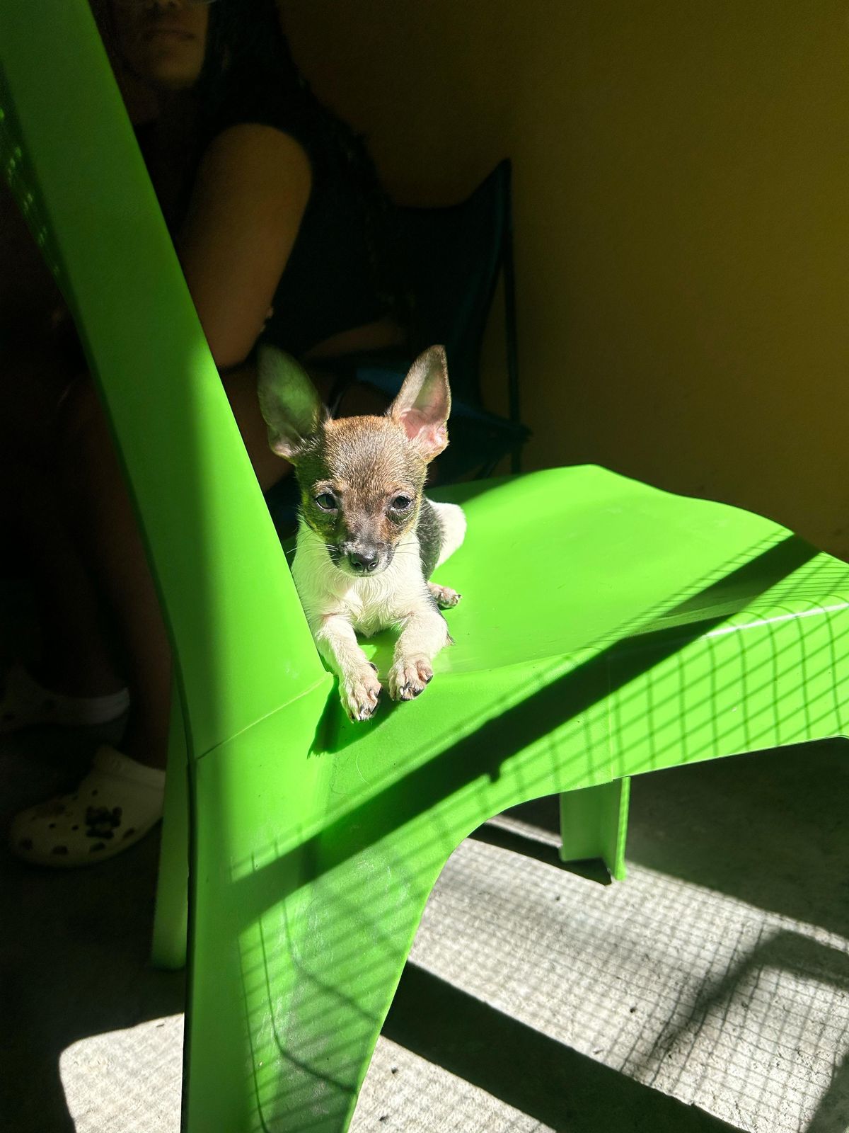 OFERTA CACHORRO CHIHUAHUA HEMBRA EN SANTO DOMINGO VACUNA AL DIA Foto 7273580-1.jpg