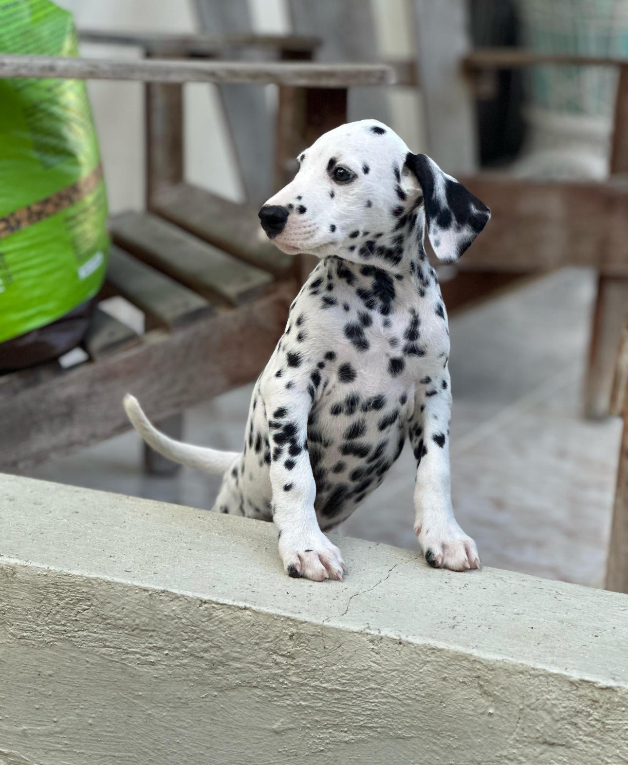 Dalmata Ambos Sexos  Foto 7273584-2.jpg