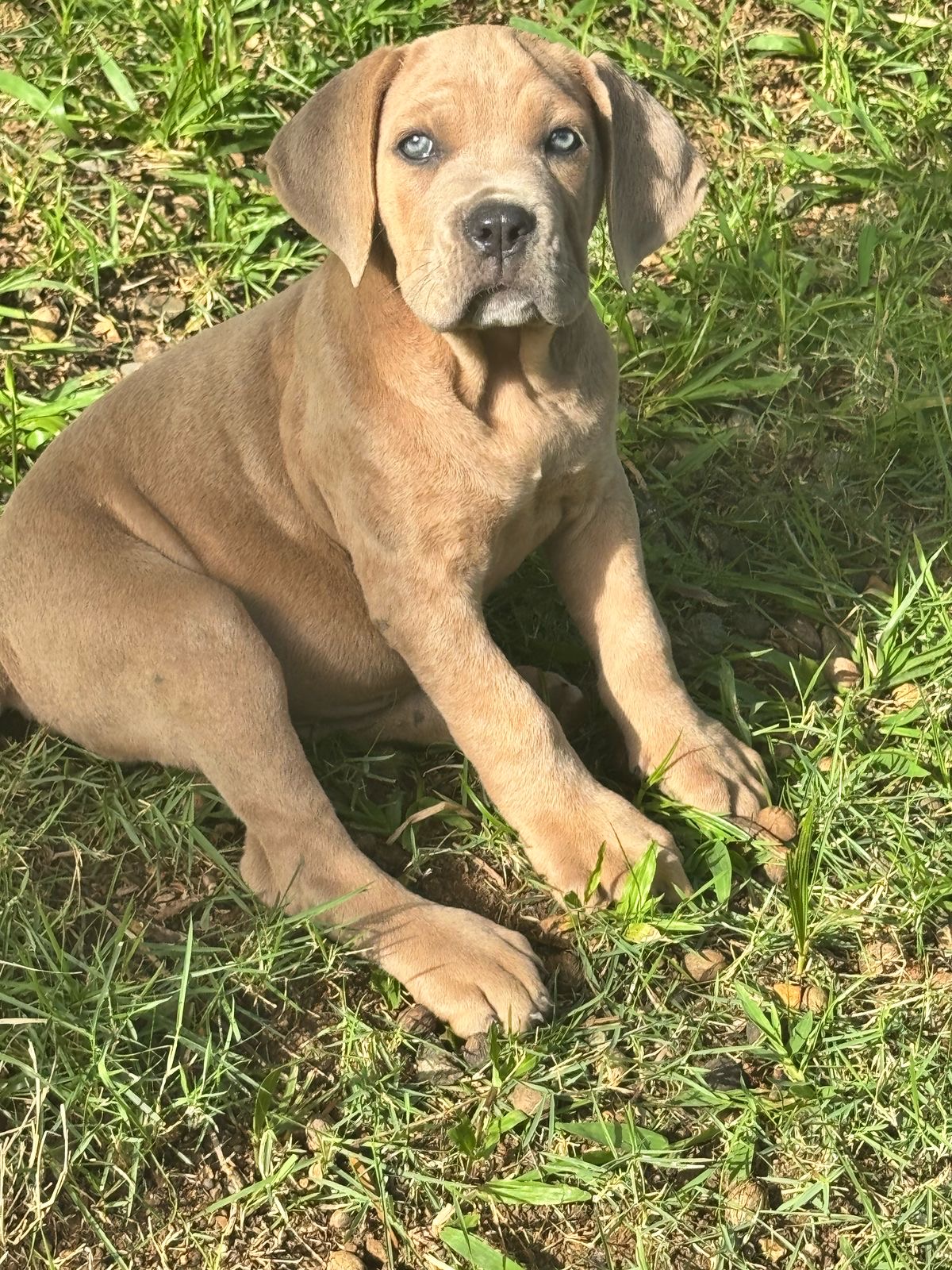 Cane Corso Ambos Sexos  Foto 7273586-2.jpg