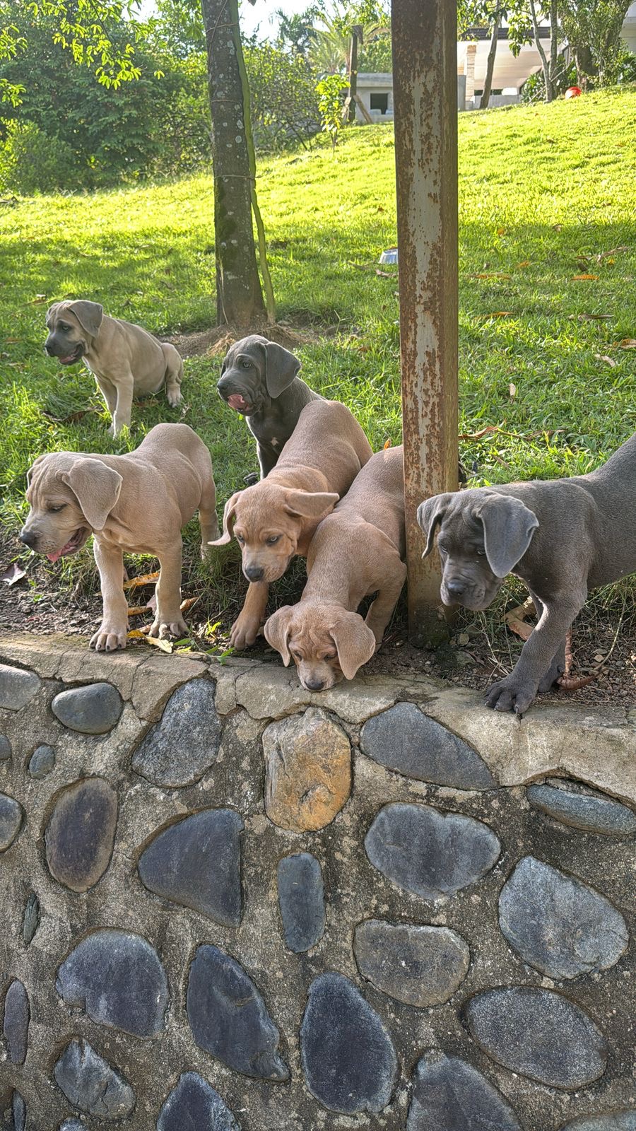 Cane Corso Ambos Sexos  Foto 7273586-3.jpg