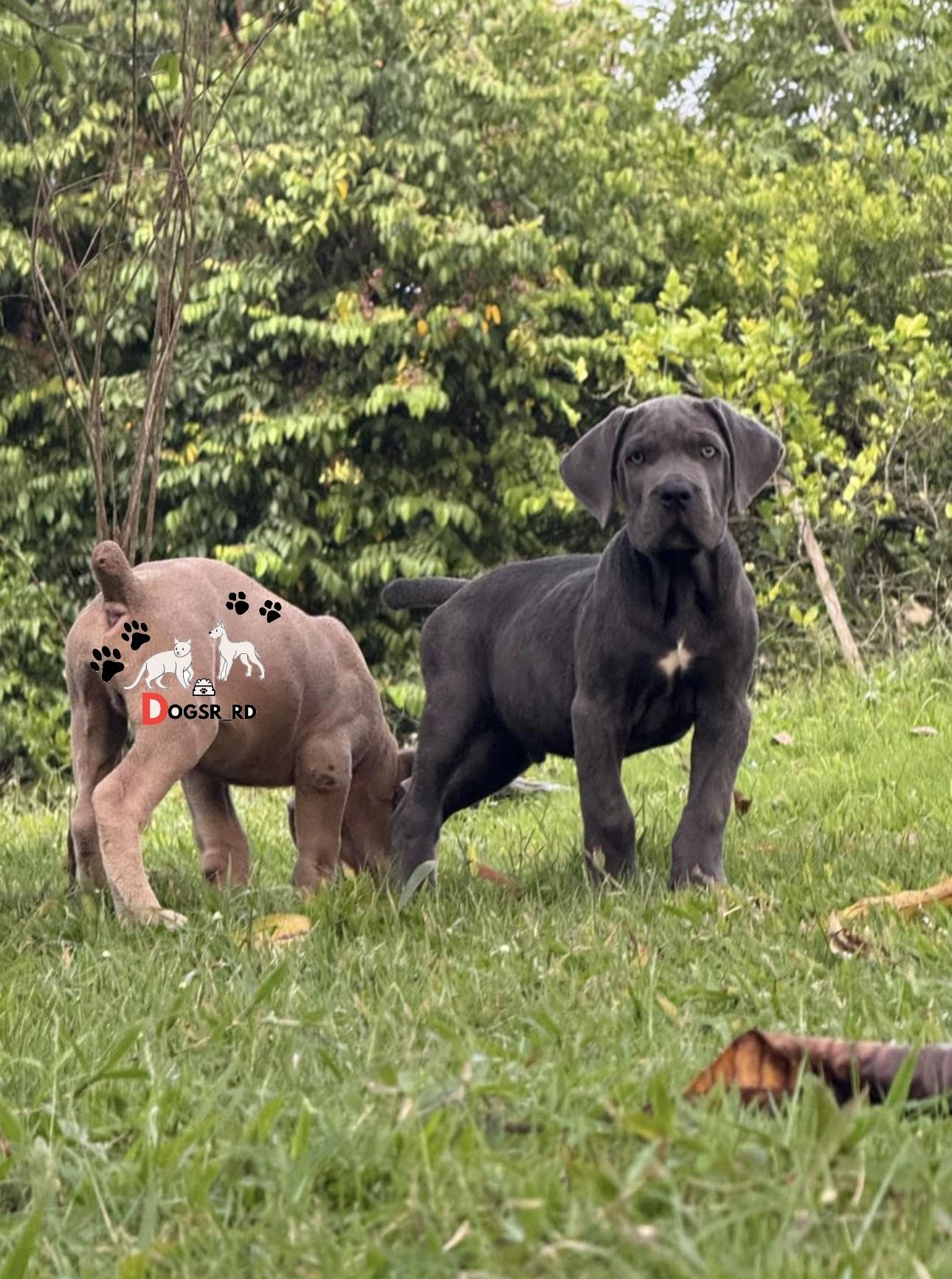 Cane Corso Ambos Sexos  Foto 7273586-4.jpg