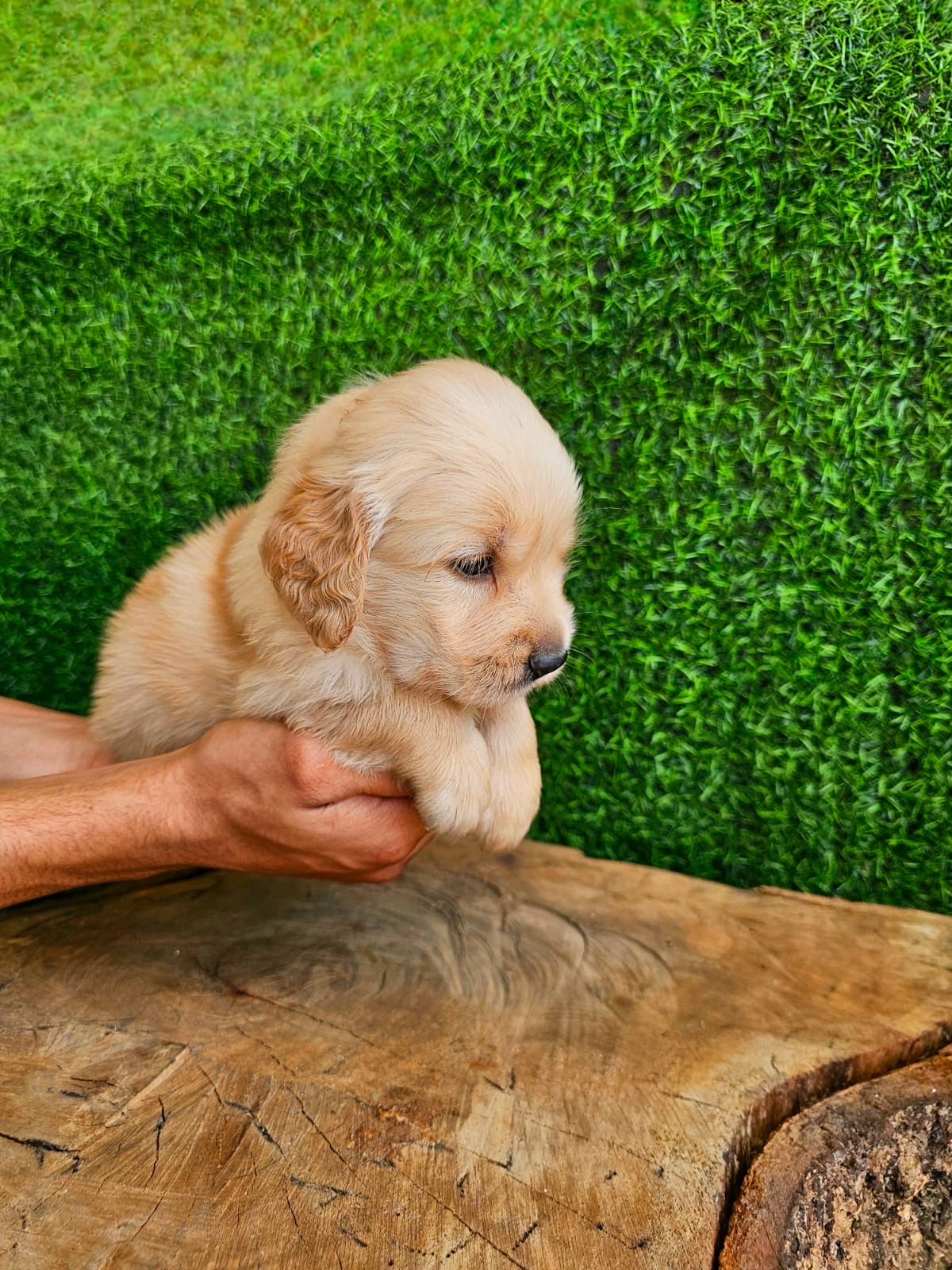 Golden Retriever Ambos Sexos  Foto 7273588-2.jpg
