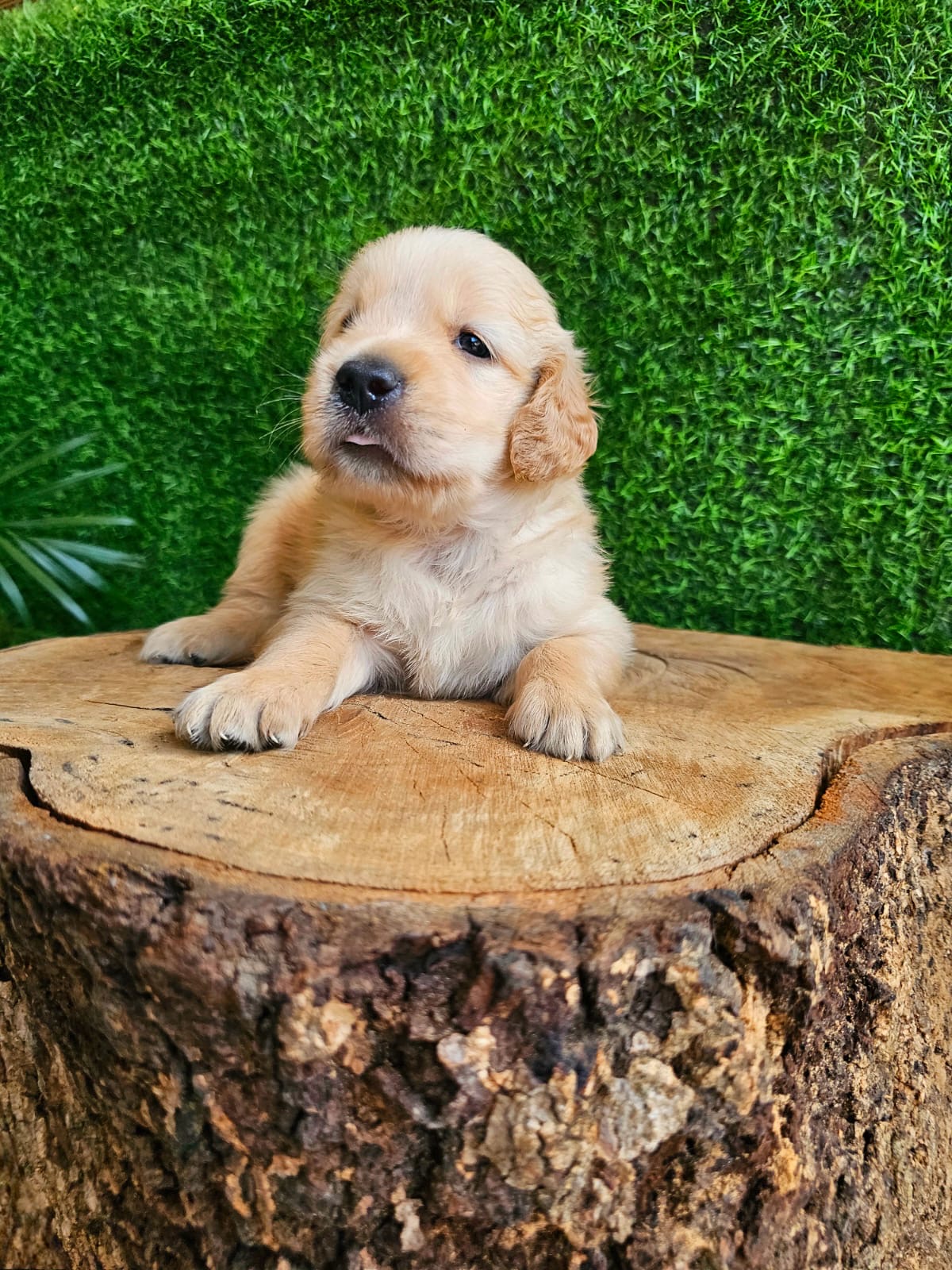 Golden Retriever Ambos Sexos  Foto 7273588-3.jpg