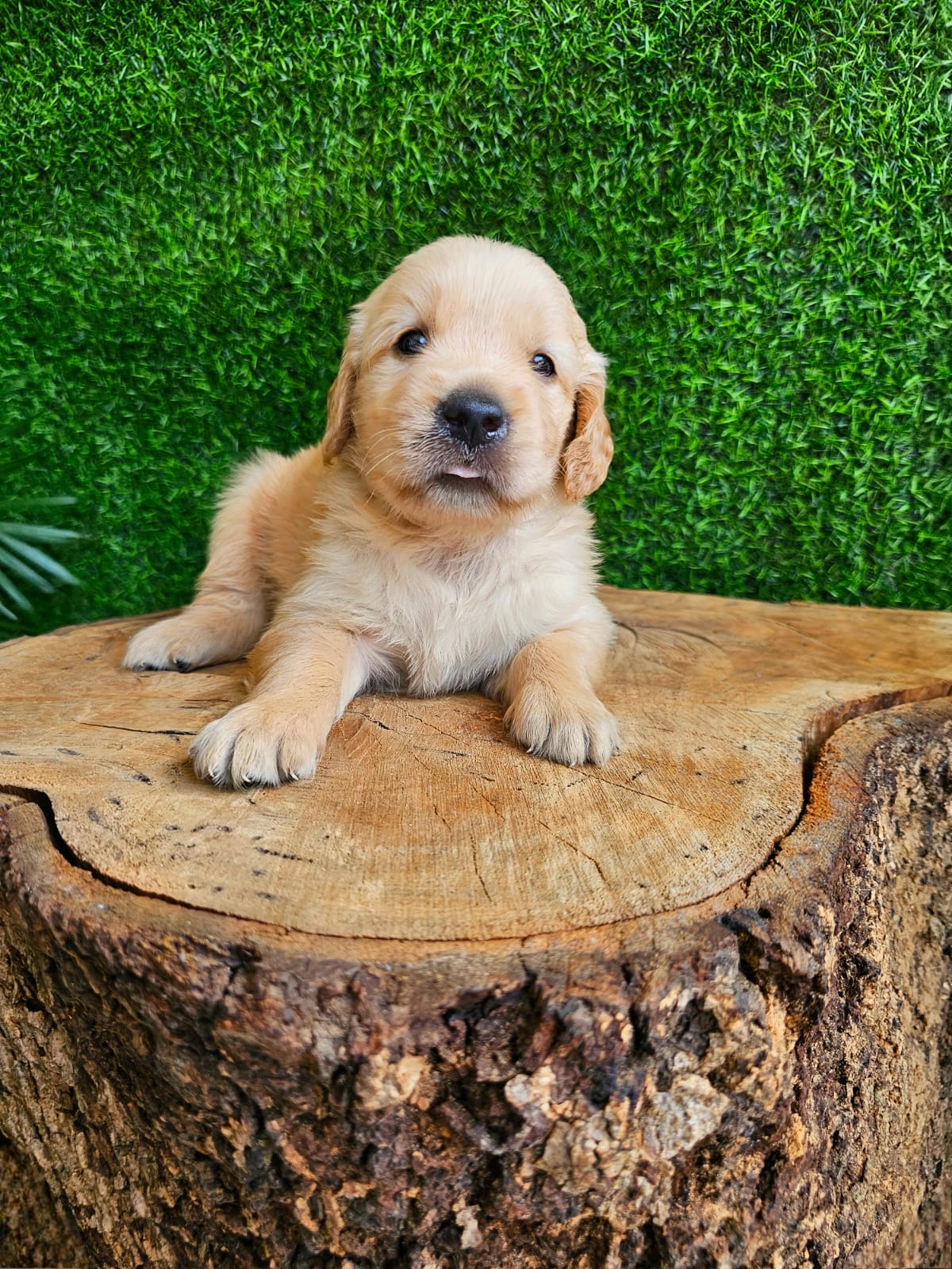 Golden Retriever Ambos Sexos  Foto 7273588-4.jpg