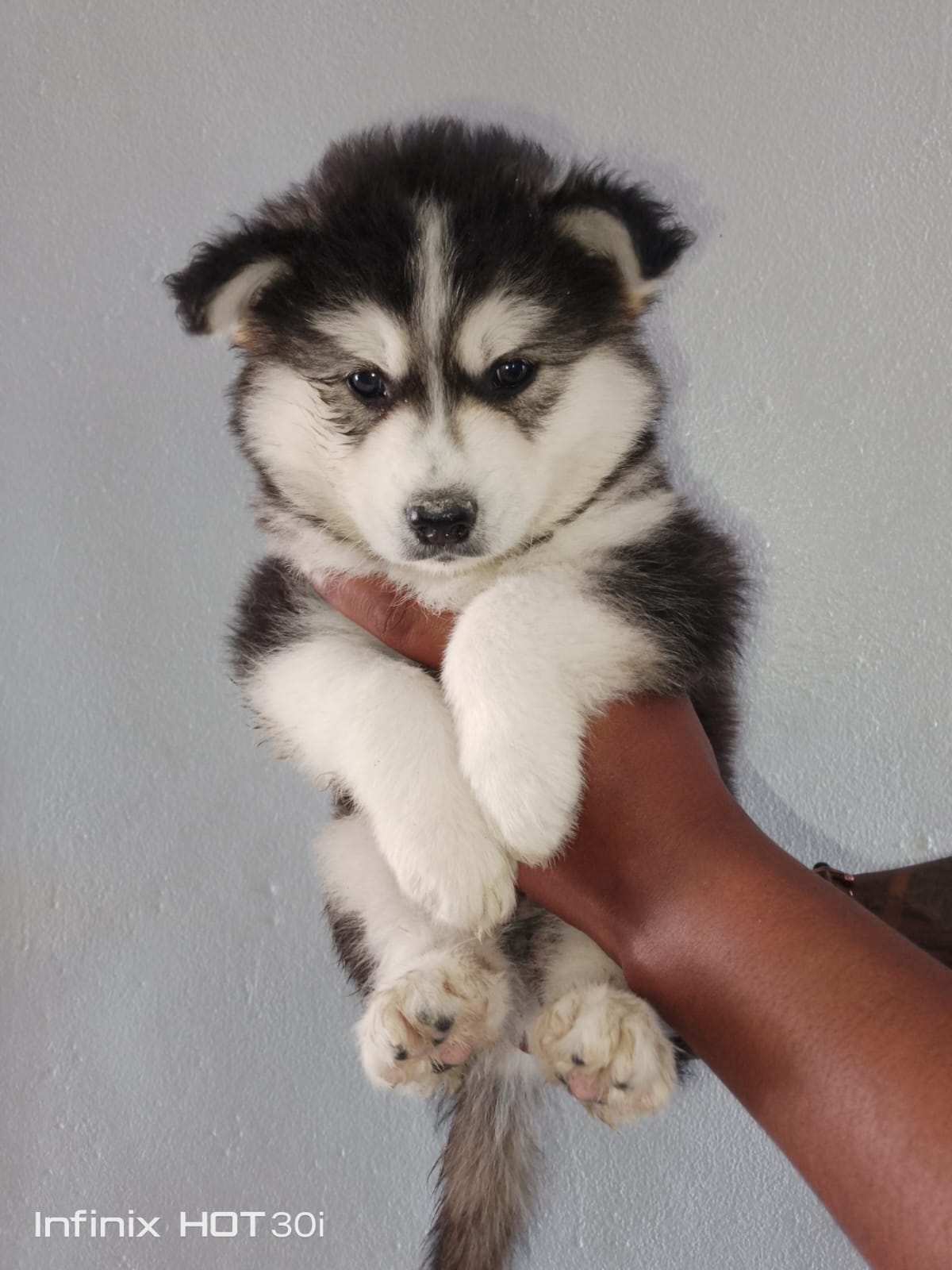 OFERTA CACHORRO HUSKY AMBOS SEXO EN SANTO DOMINGO Y VACUNADO Foto 7273804-2.jpg