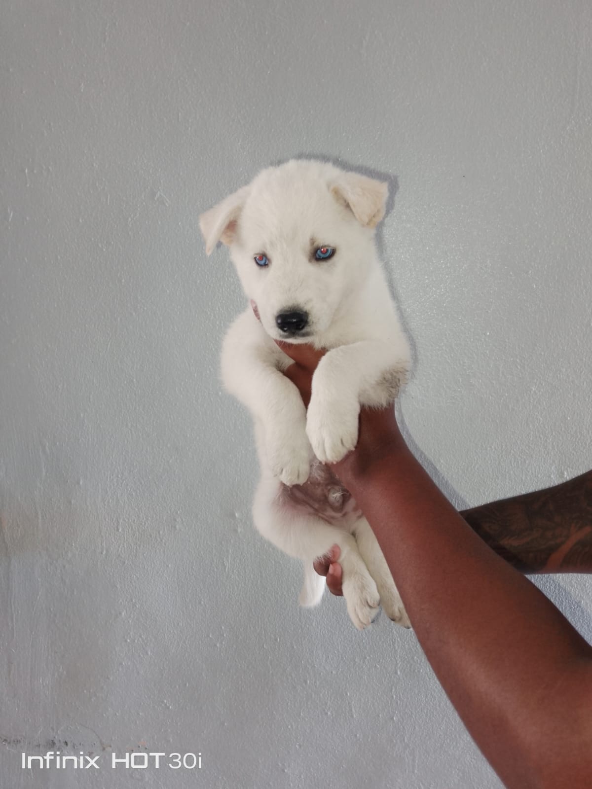 OFERTA CACHORRO HUSKY AMBOS SEXO EN SANTO DOMINGO Y VACUNADO Foto 7273804-3.jpg