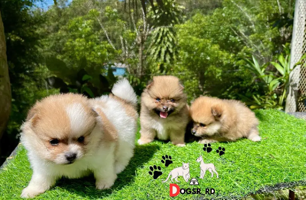 Pomerania Ambos Sexos  Foto 7273805-1.jpg
