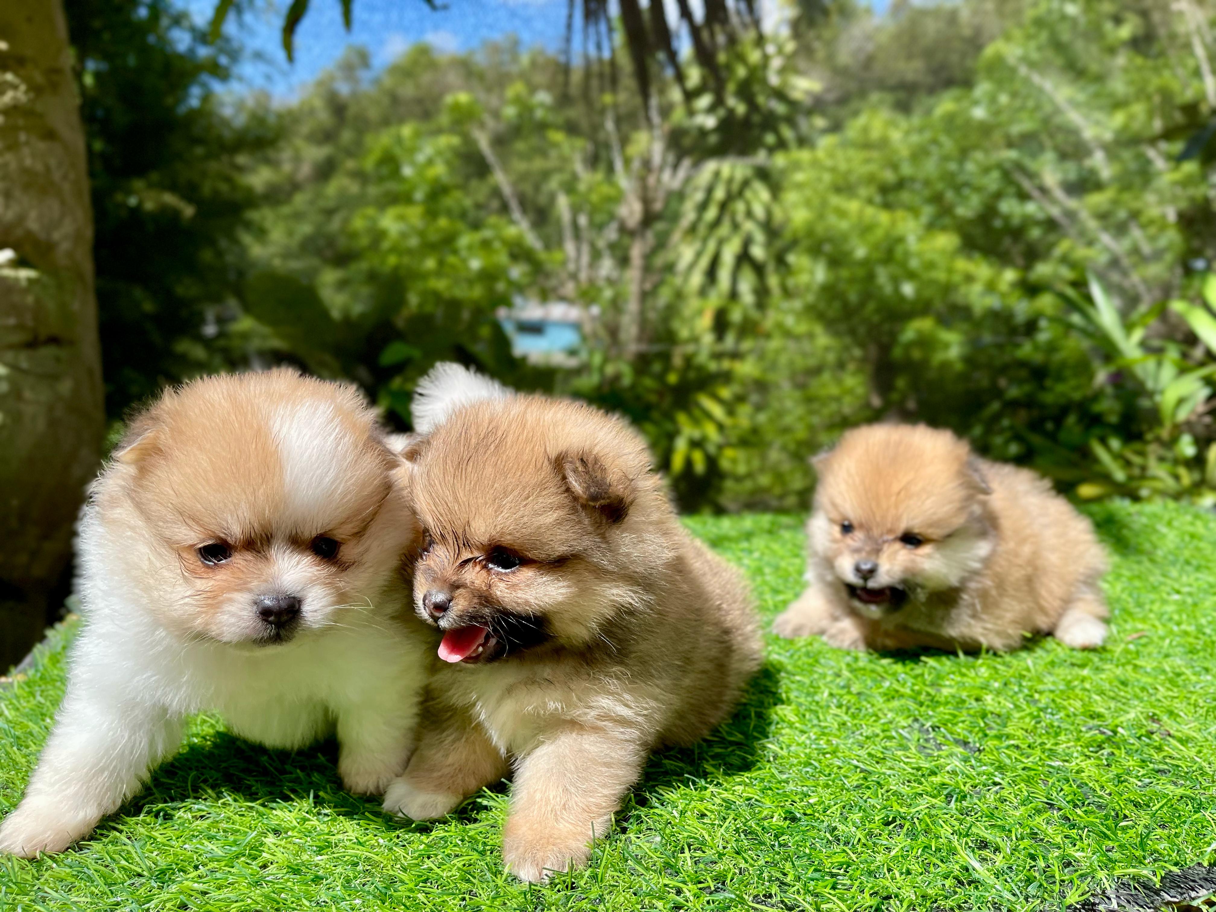 Pomerania Ambos Sexos  Foto 7273805-2.jpg