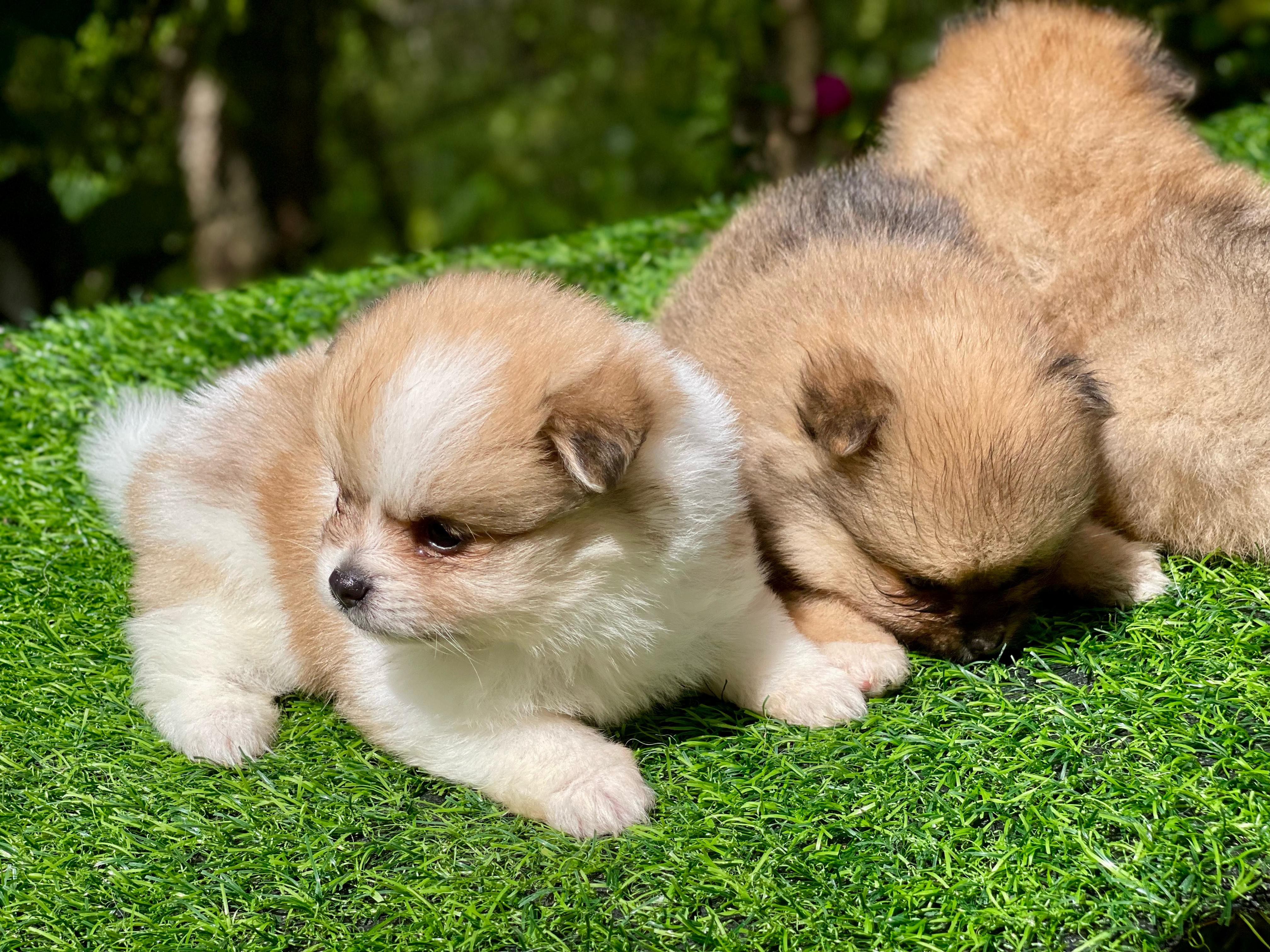 Pomerania Ambos Sexos  Foto 7273805-3.jpg