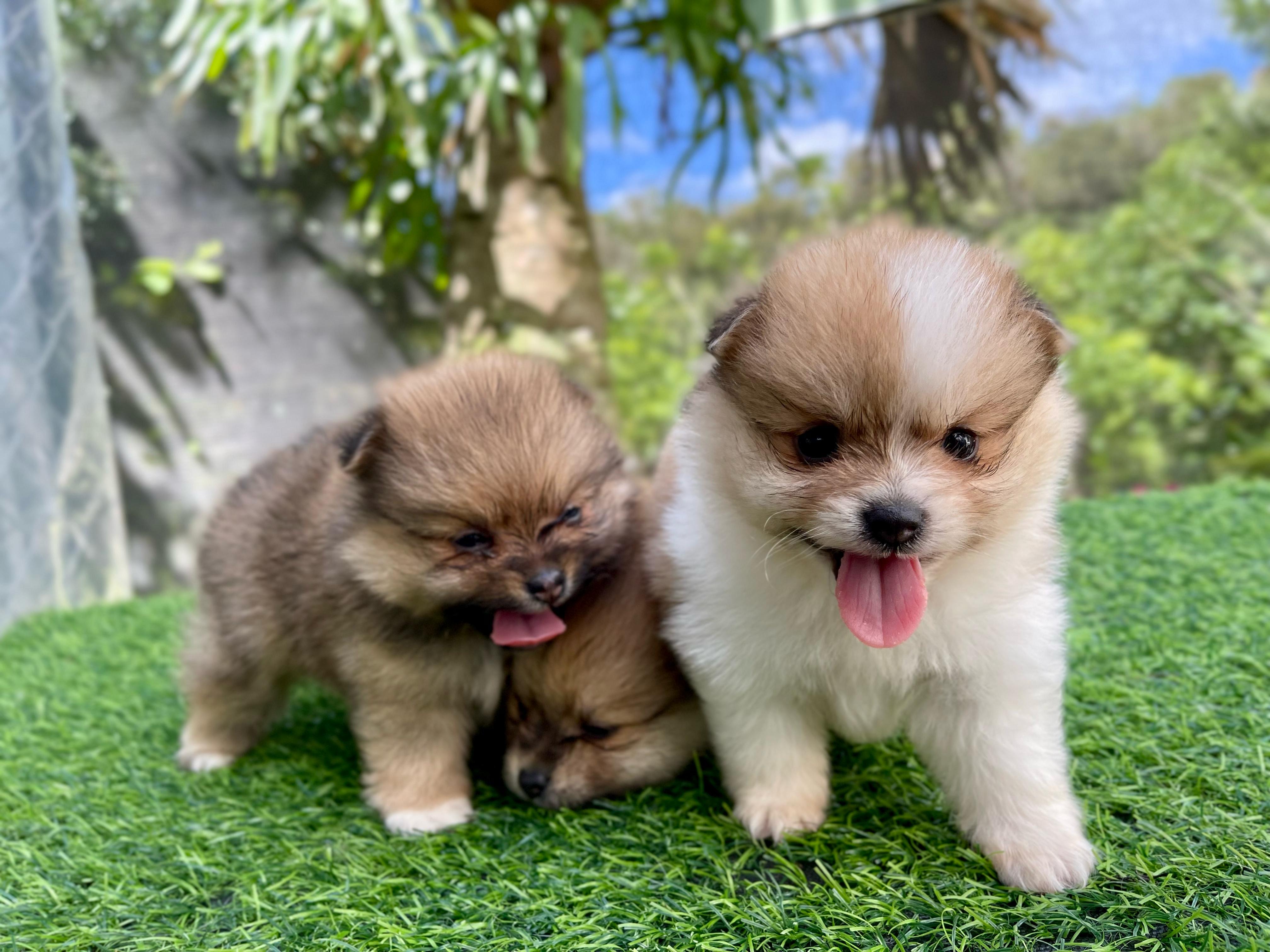 Pomerania Ambos Sexos  Foto 7273805-5.jpg