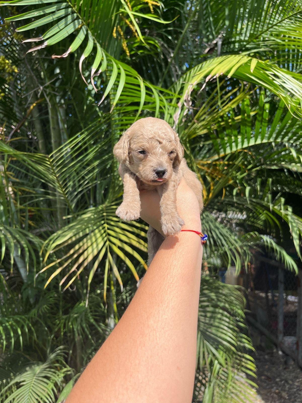 Goldendoodle Ambos Sexos  Foto 7273806-2.jpg