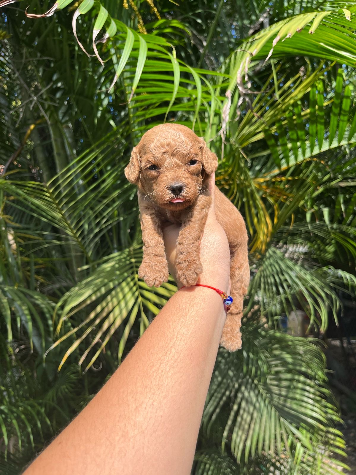 Goldendoodle Ambos Sexos  Foto 7273806-4.jpg