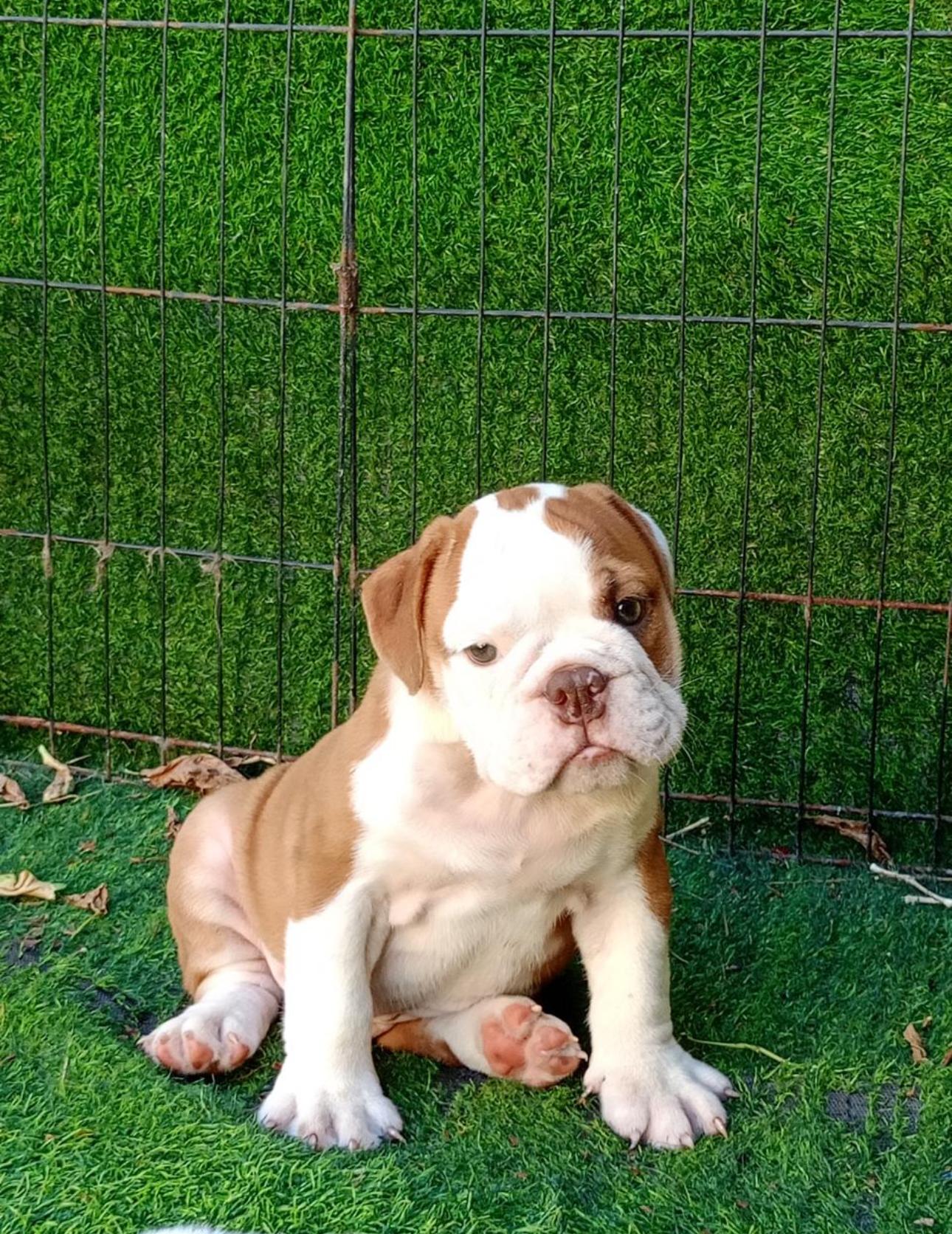 Bulldog Inglés Ambos Sexos  Foto 7273808-2.jpg