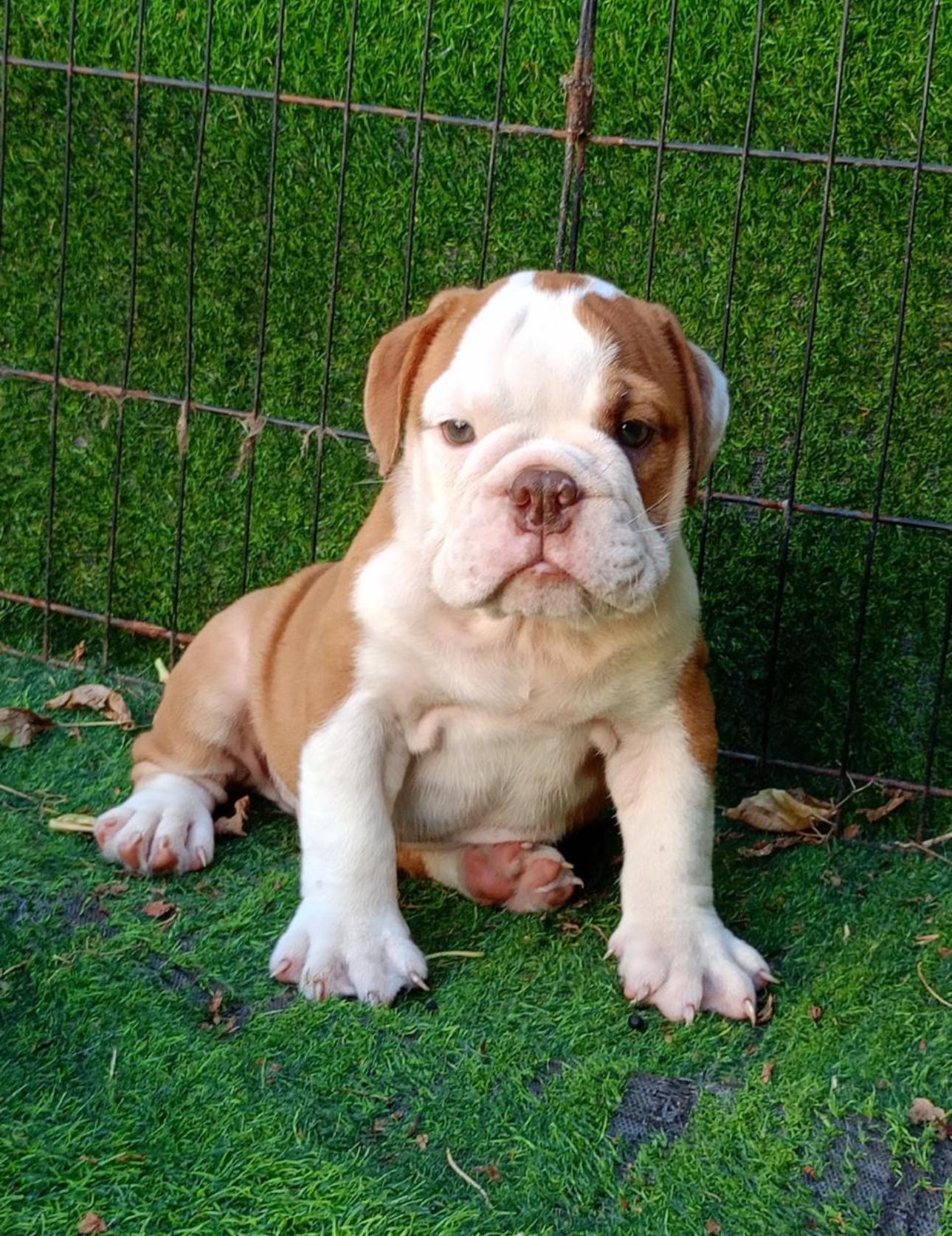 Bulldog Inglés Ambos Sexos  Foto 7273808-3.jpg