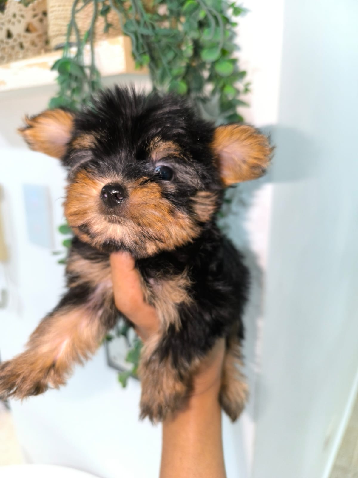 Yorkie Ambos Sexos  Foto 7274131-2.jpg
