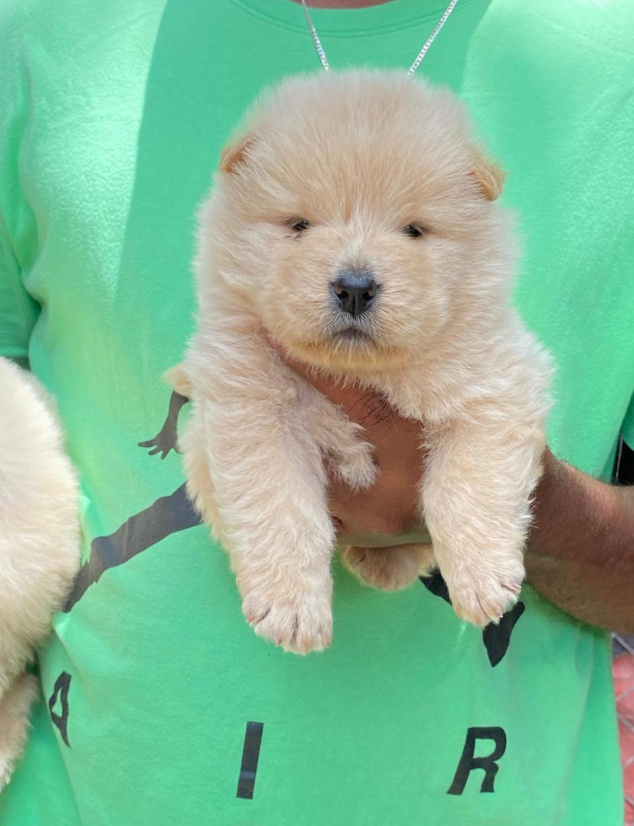Chow chow Ambos Sexos  Foto 7274276-2.jpg