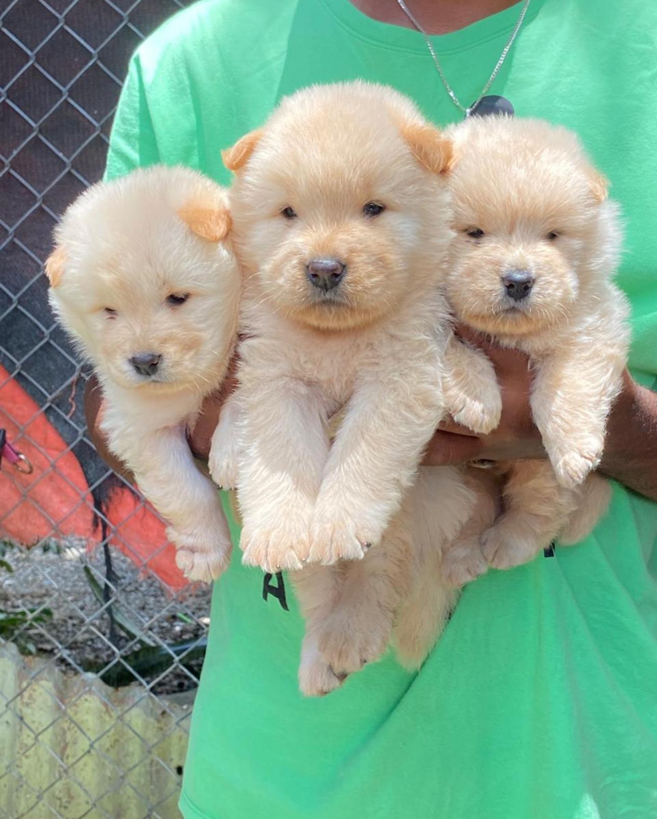 Chow chow Ambos Sexos  Foto 7274276-3.jpg