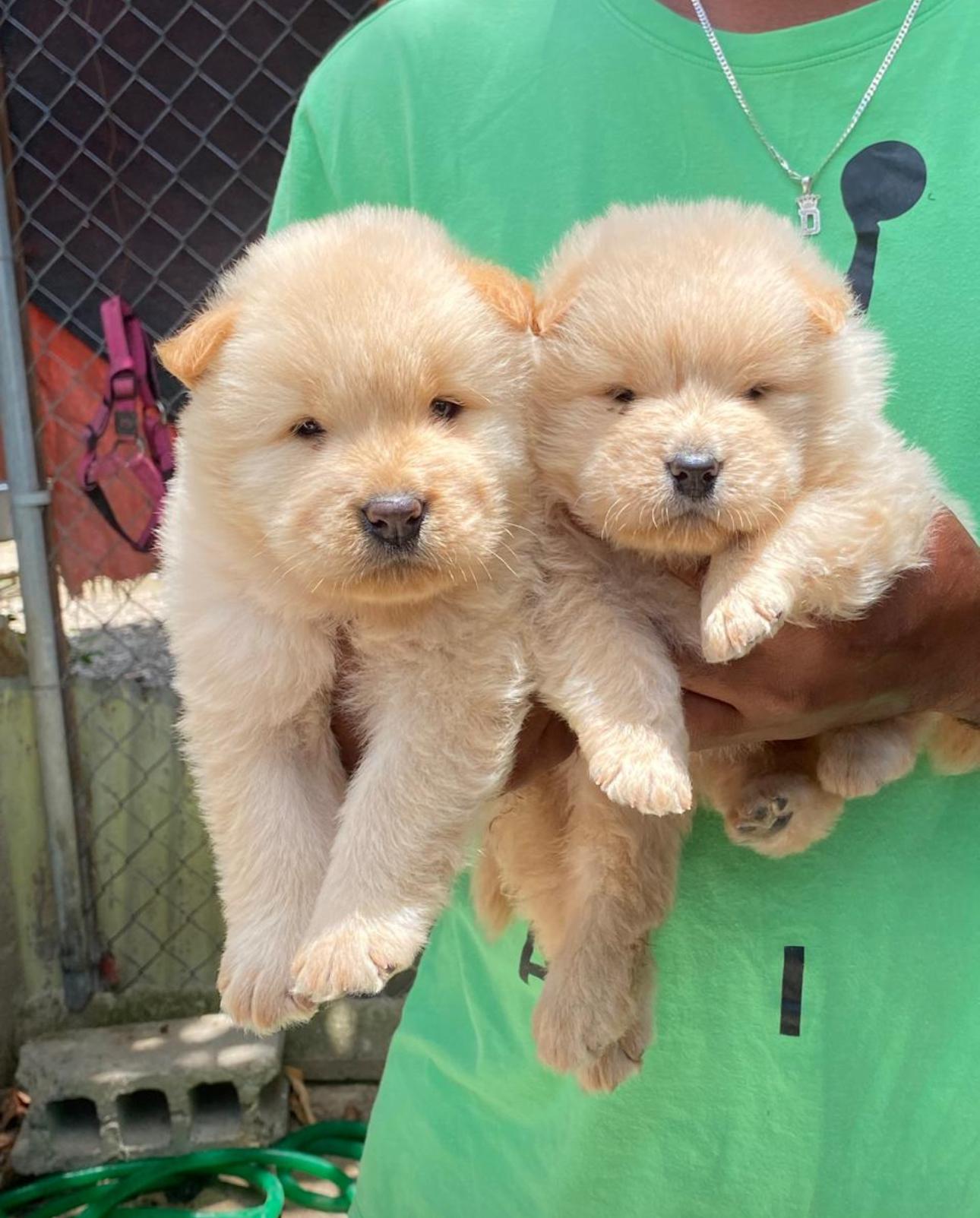 Chow chow Ambos Sexos  Foto 7274276-4.jpg