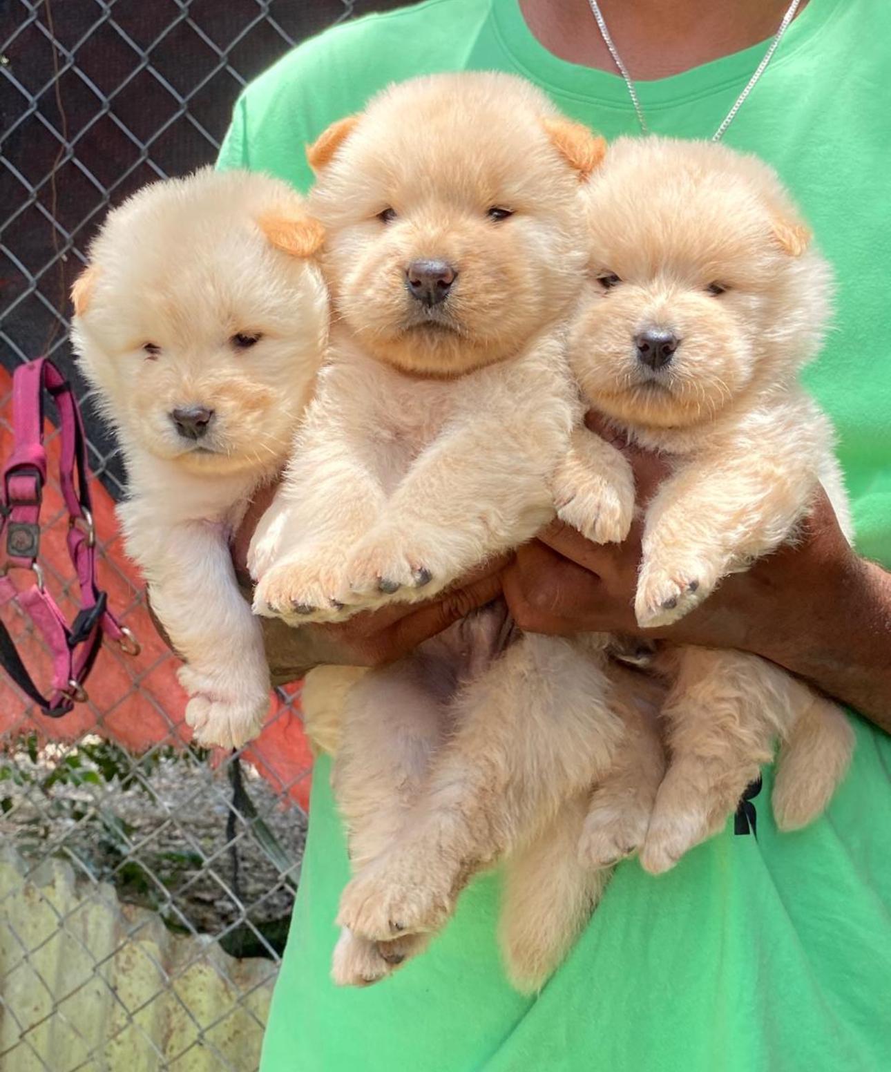 Chow chow Ambos Sexos  Foto 7274276-5.jpg