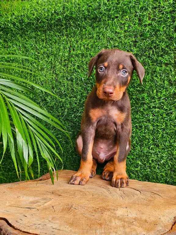 Doberman Ambos Sexos  Foto 7274277-1.jpg