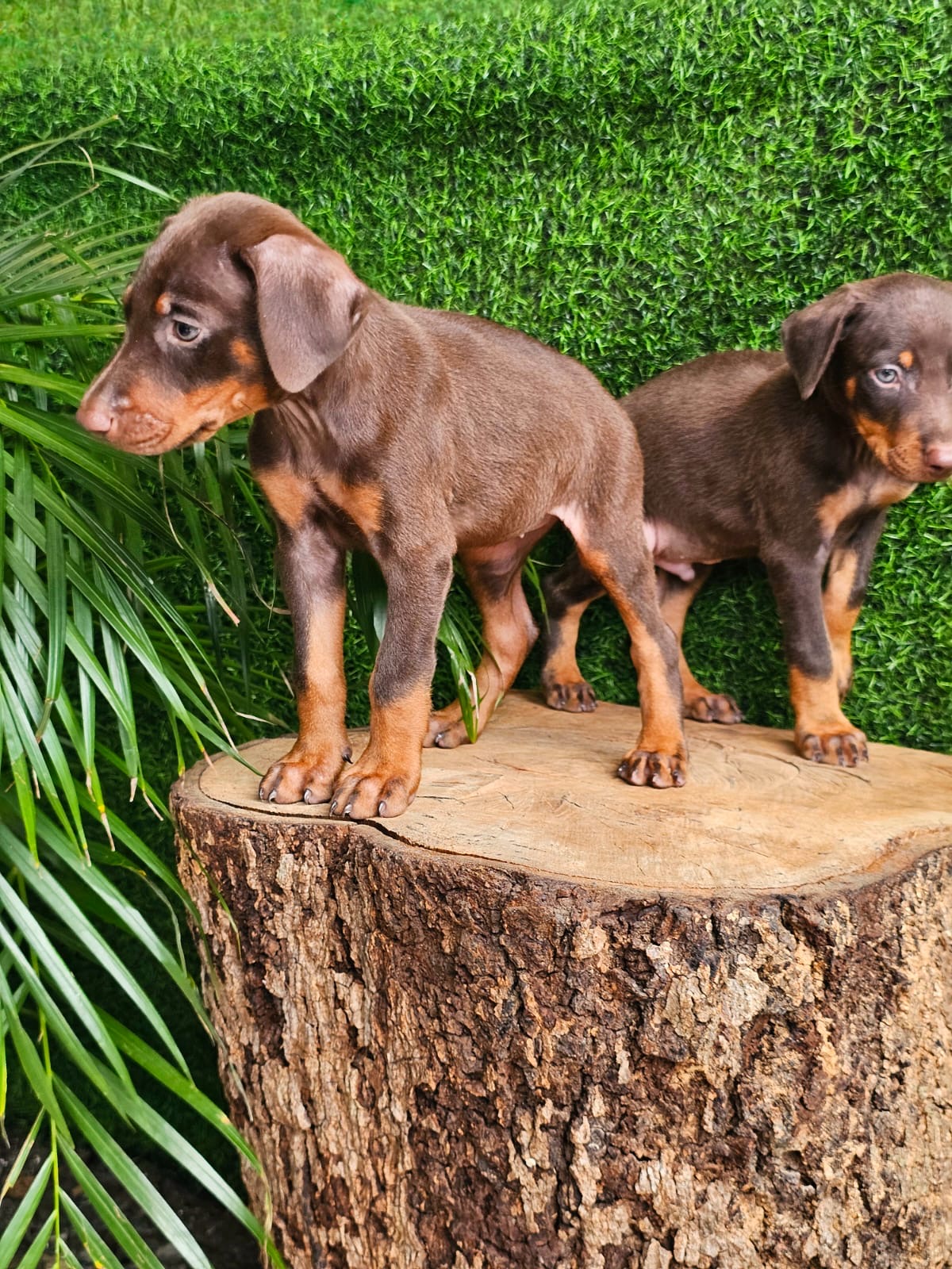 Doberman Ambos Sexos  Foto 7274277-2.jpg