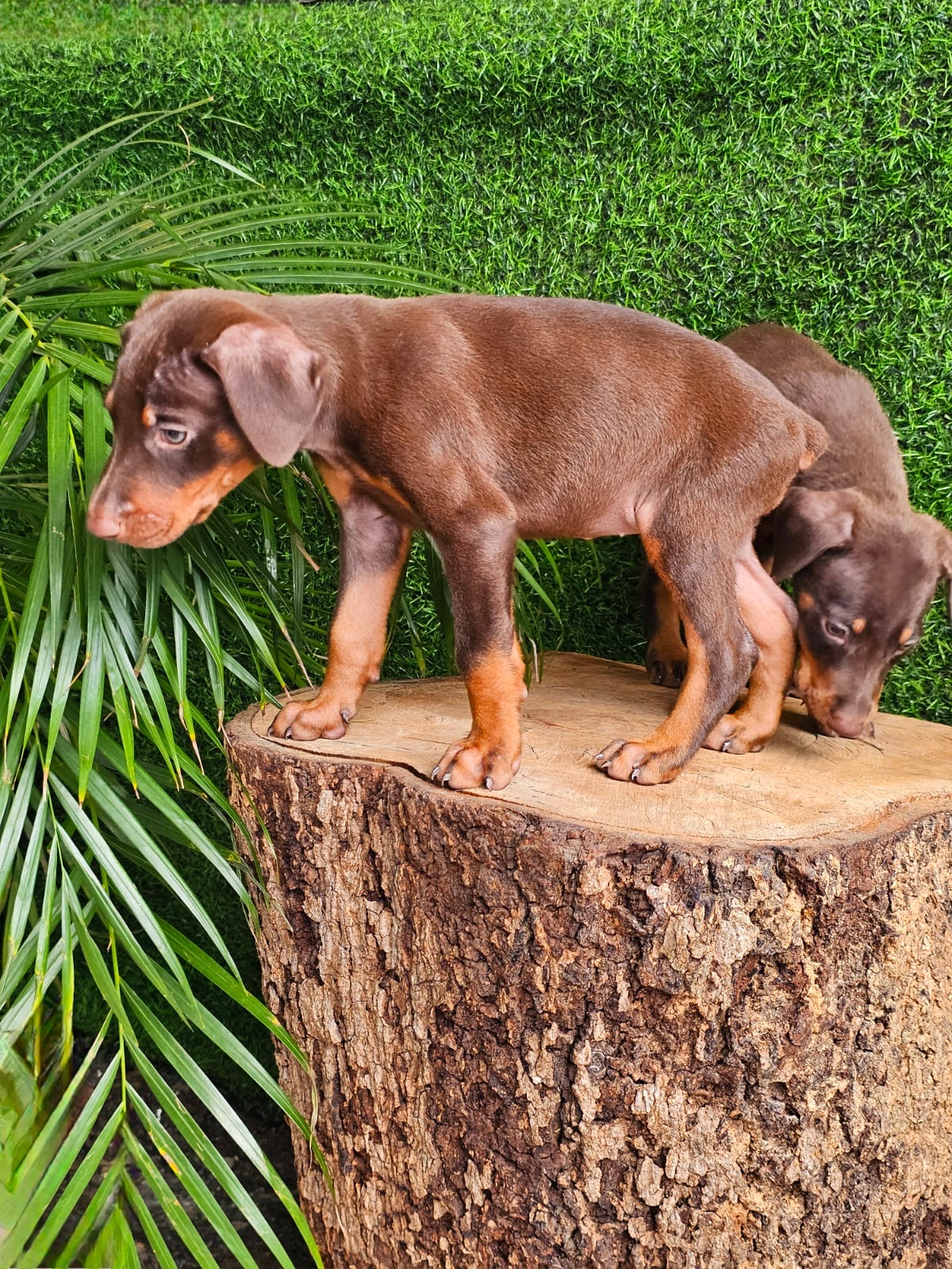 Doberman Ambos Sexos  Foto 7274277-3.jpg