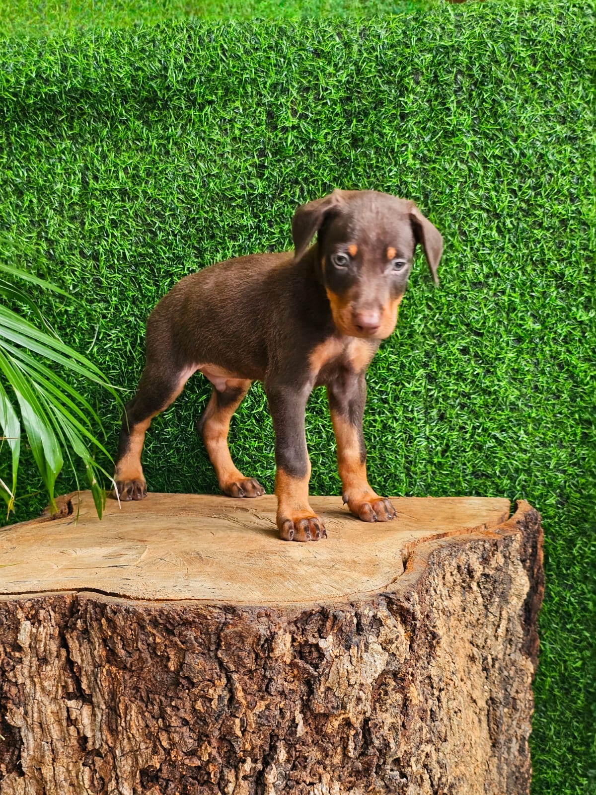 Doberman Ambos Sexos  Foto 7274277-4.jpg