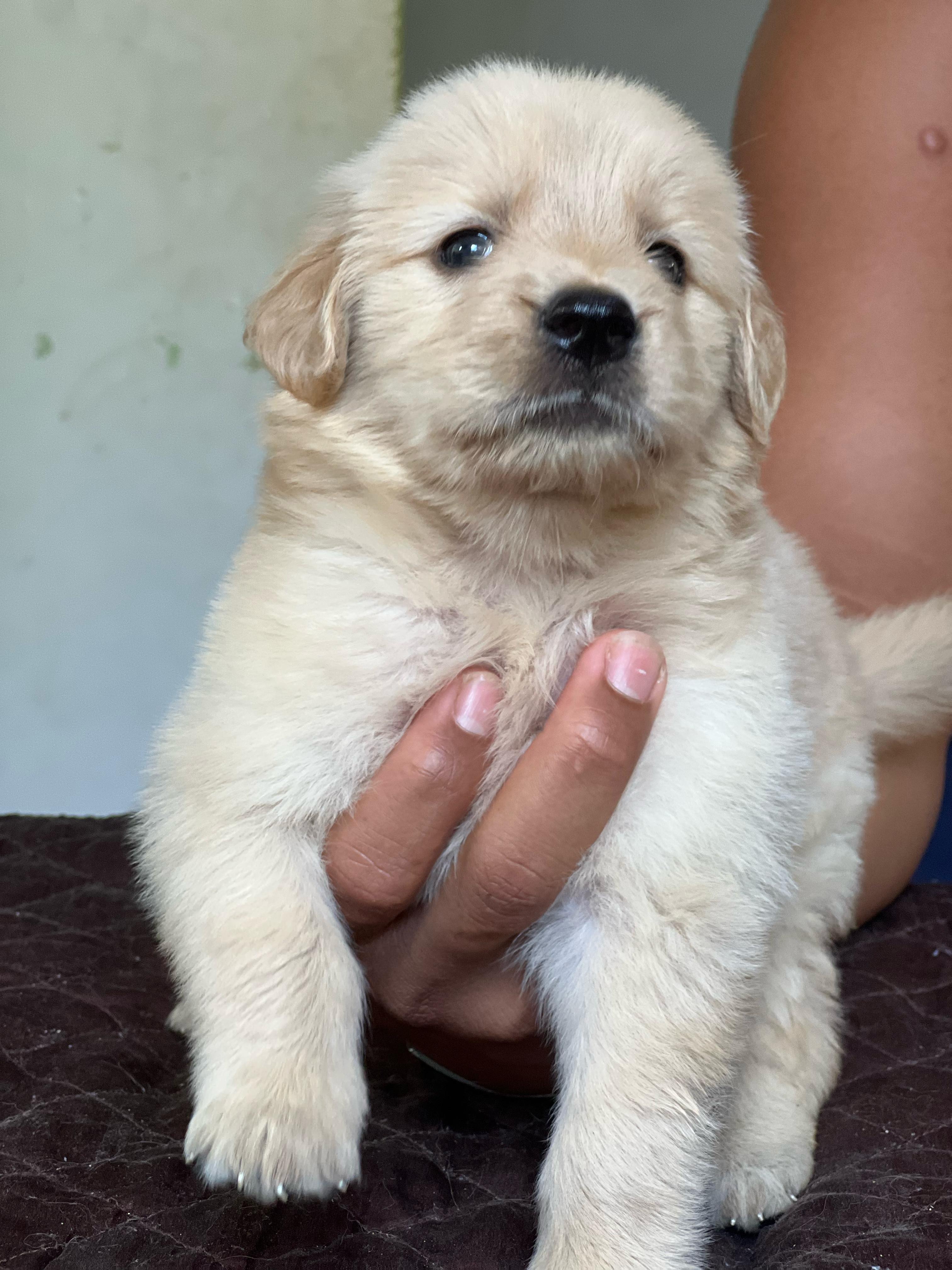 Golden Retriever Ambos Sexos  Foto 7274279-2.jpg