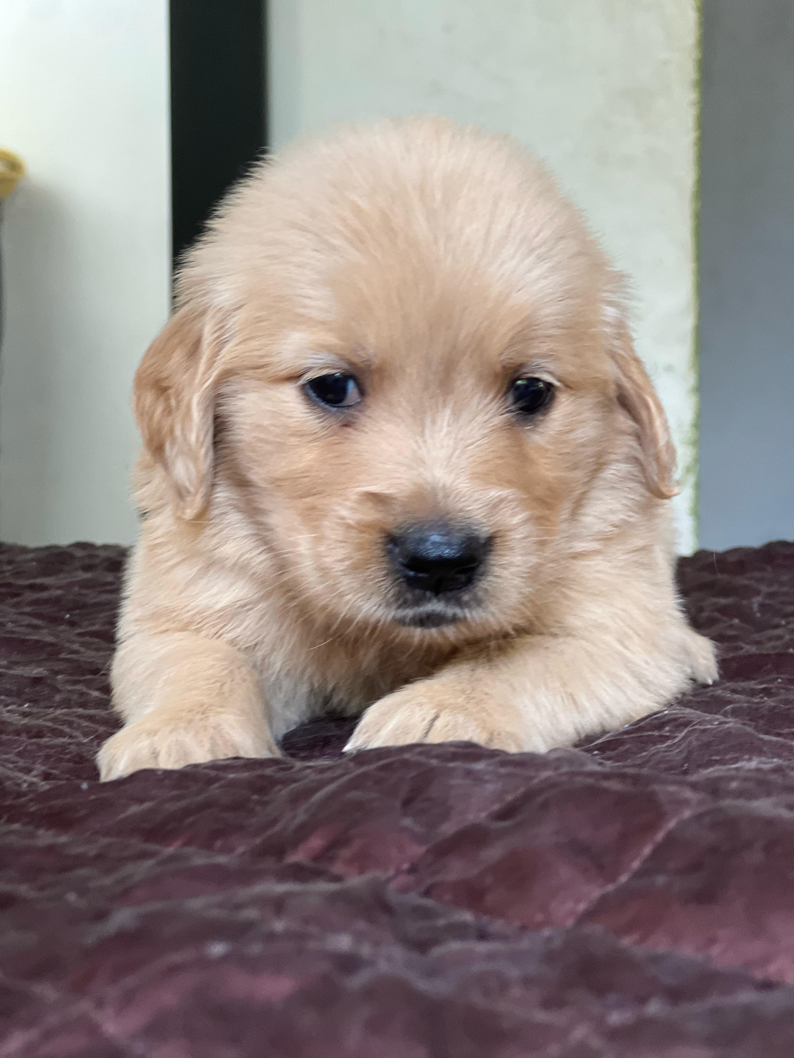 Golden Retriever Ambos Sexos  Foto 7274279-4.jpg