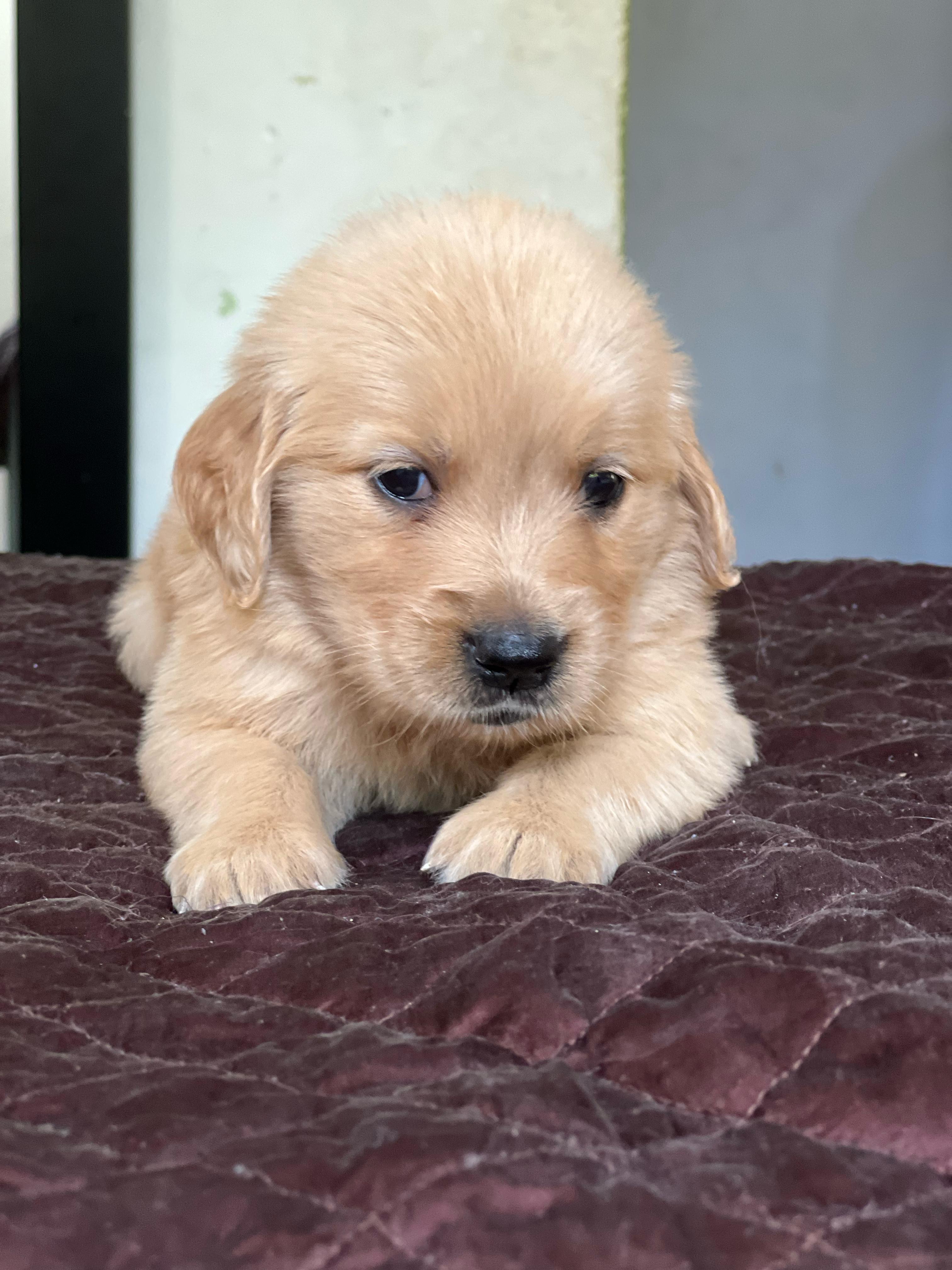 Golden Retriever Ambos Sexos  Foto 7274279-6.jpg