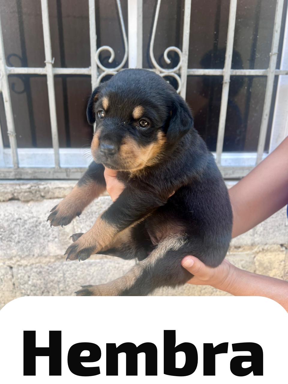 Cachorros rottweiler hembras Foto 7274311-1.jpg