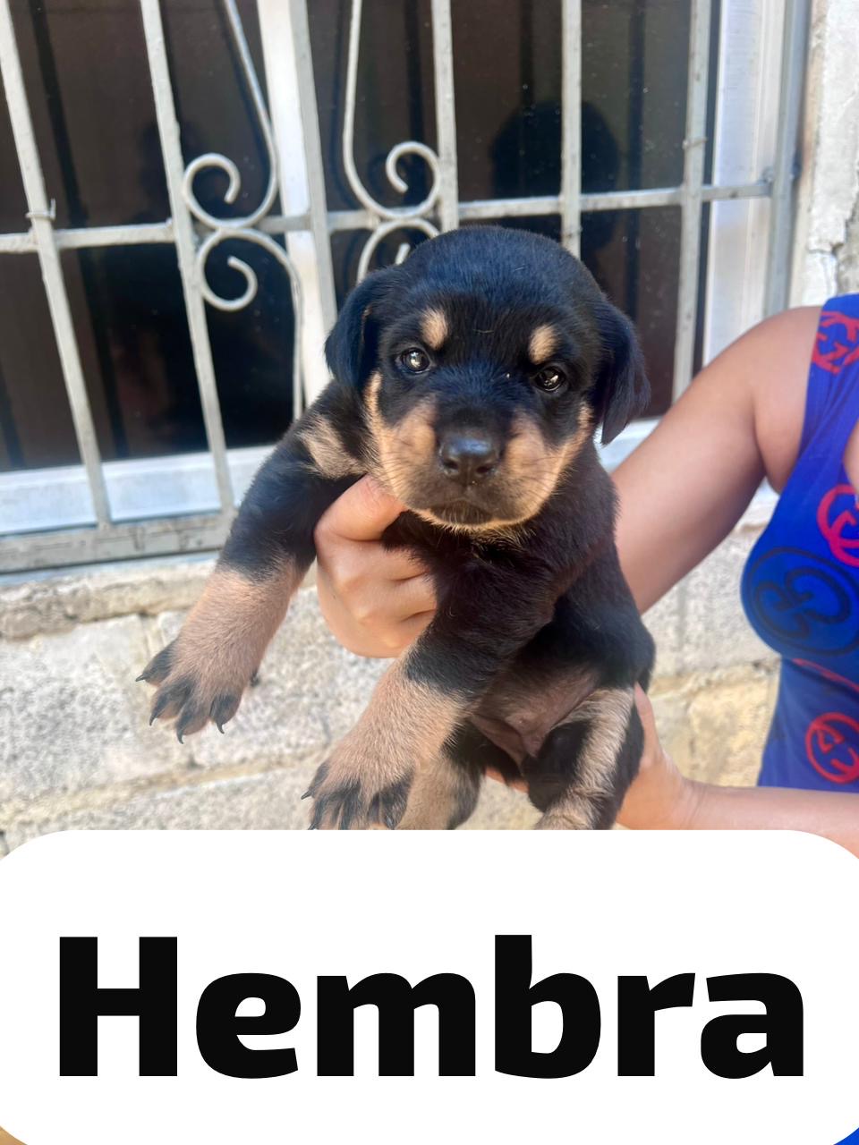 Cachorros rottweiler hembras Foto 7274311-2.jpg
