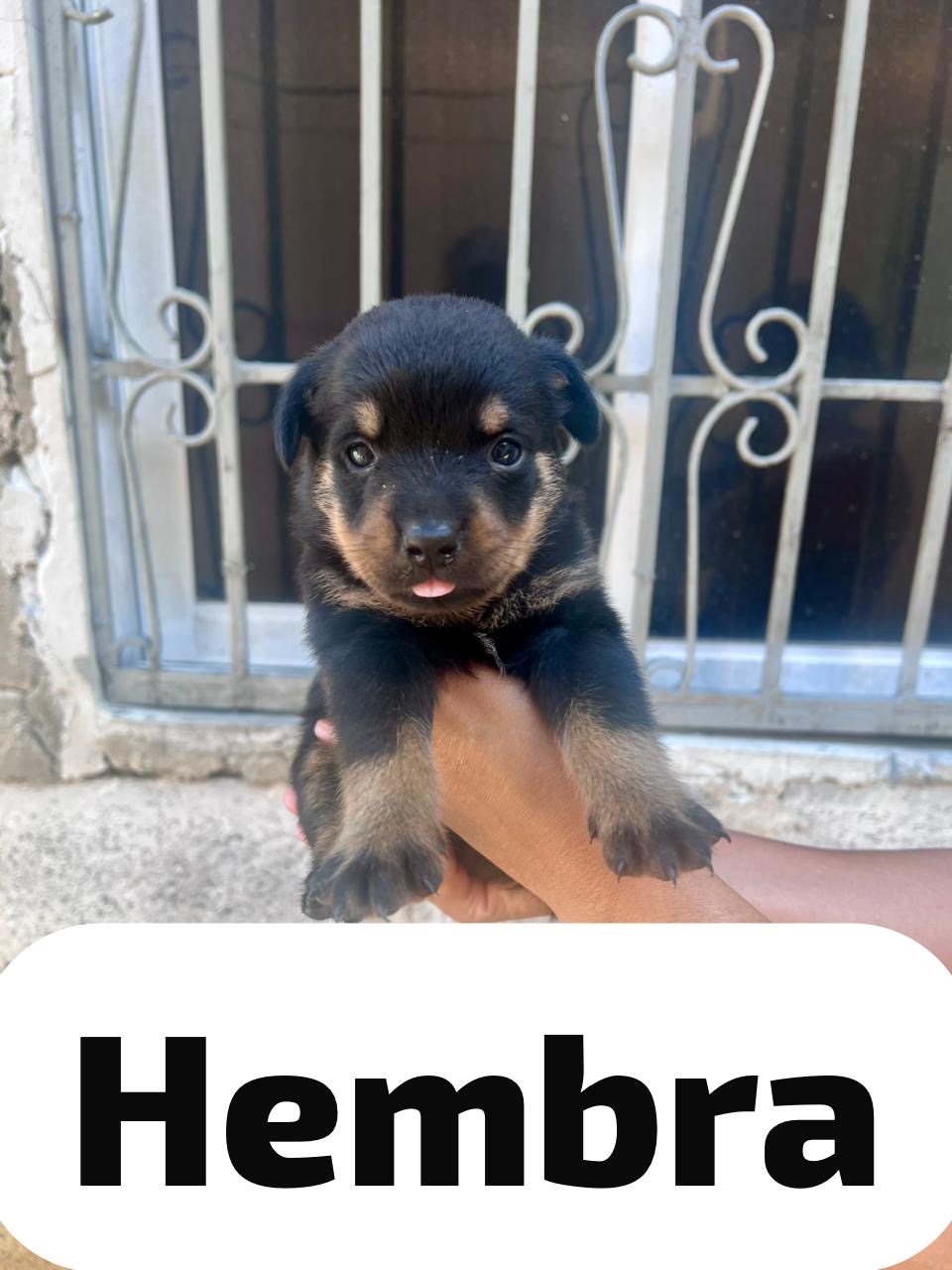 Cachorros rottweiler hembras Foto 7274311-3.jpg