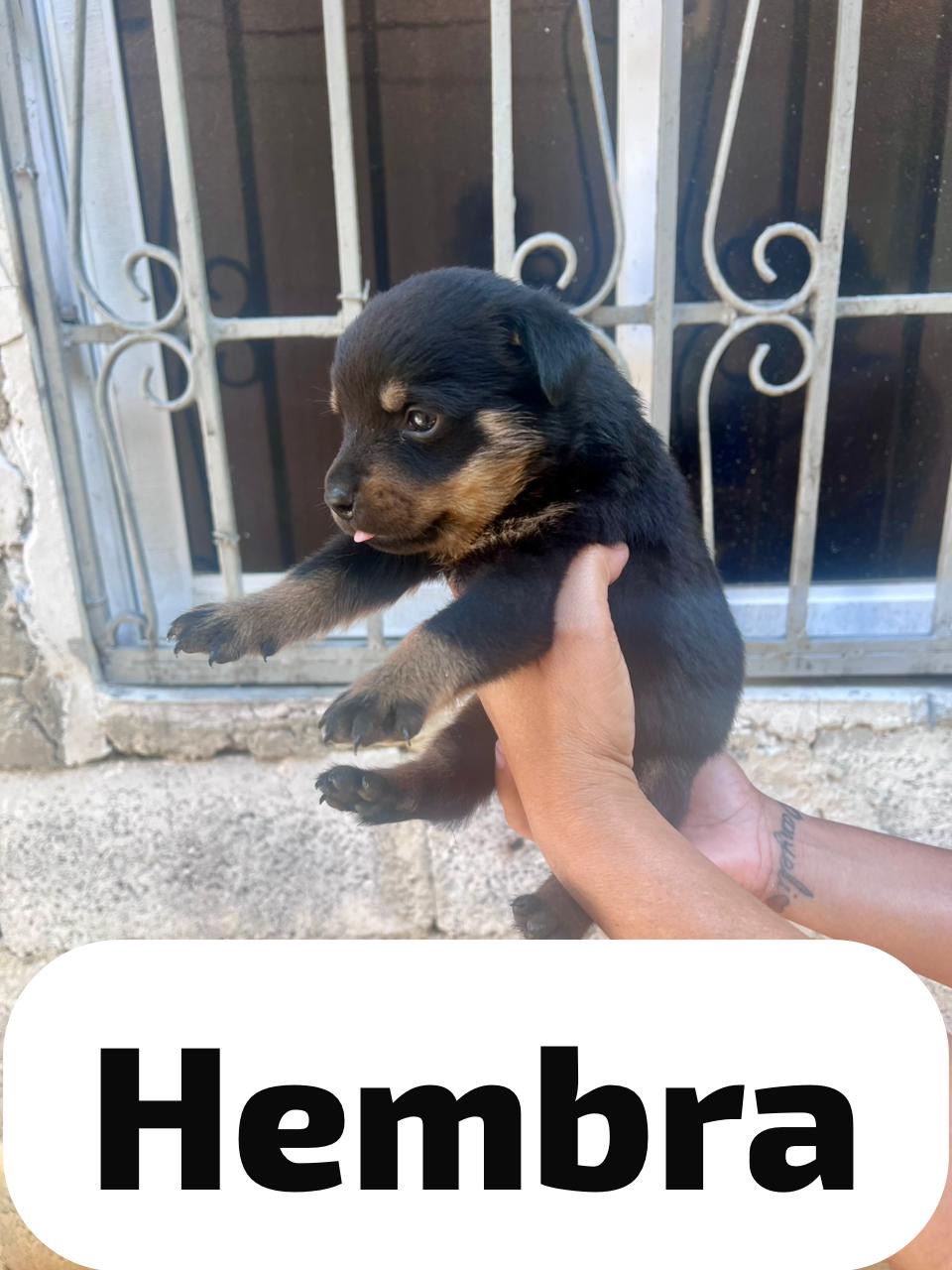 Cachorros rottweiler hembras Foto 7274311-4.jpg