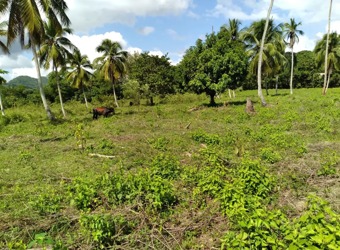 Finca de 1500 tareas con Casa Grande En Yamasa Monte Plata Rep Dom Foto 7274342-10.jpg