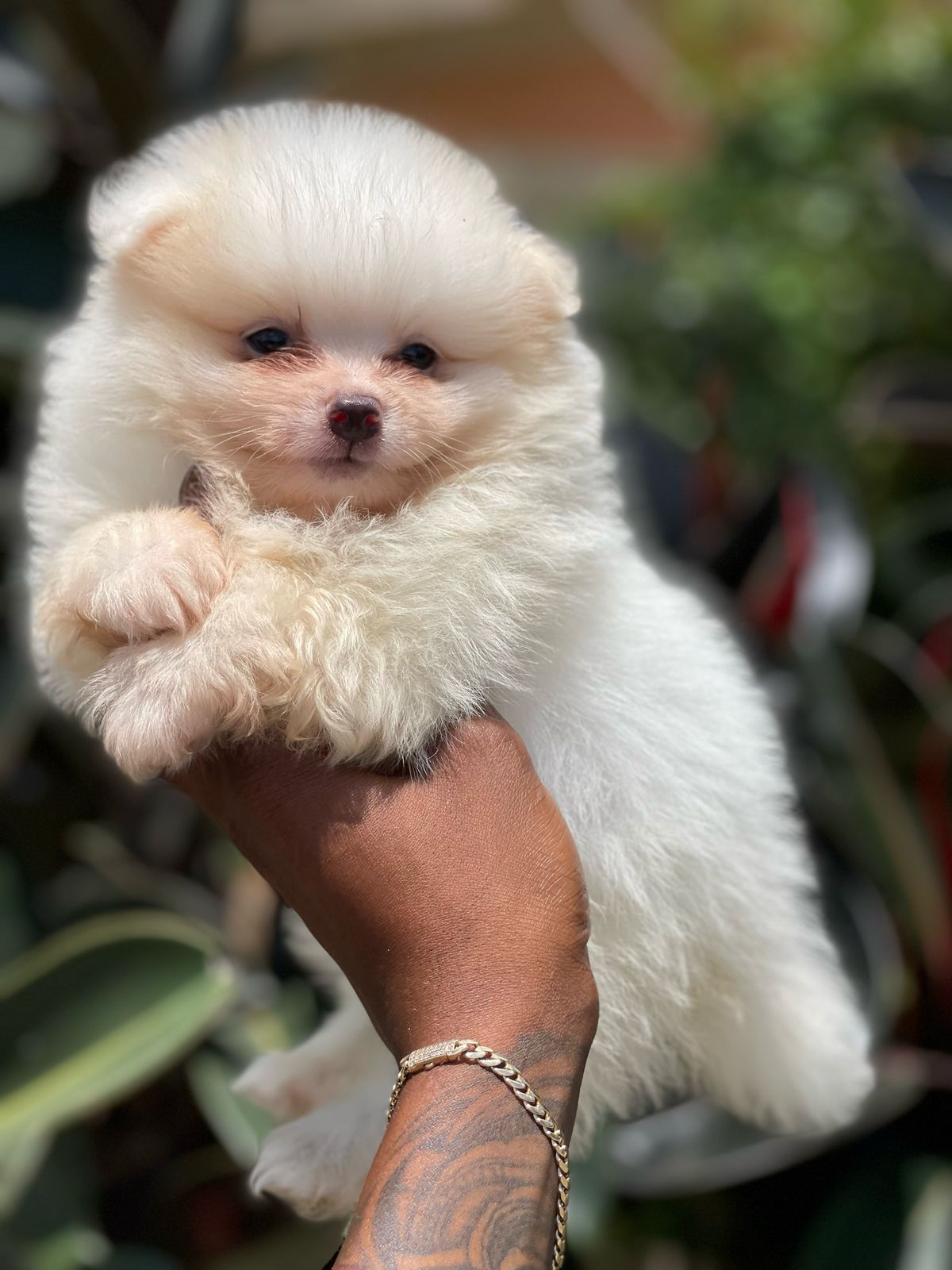 Pomerania Ambos Sexos  Foto 7274385-2.jpg
