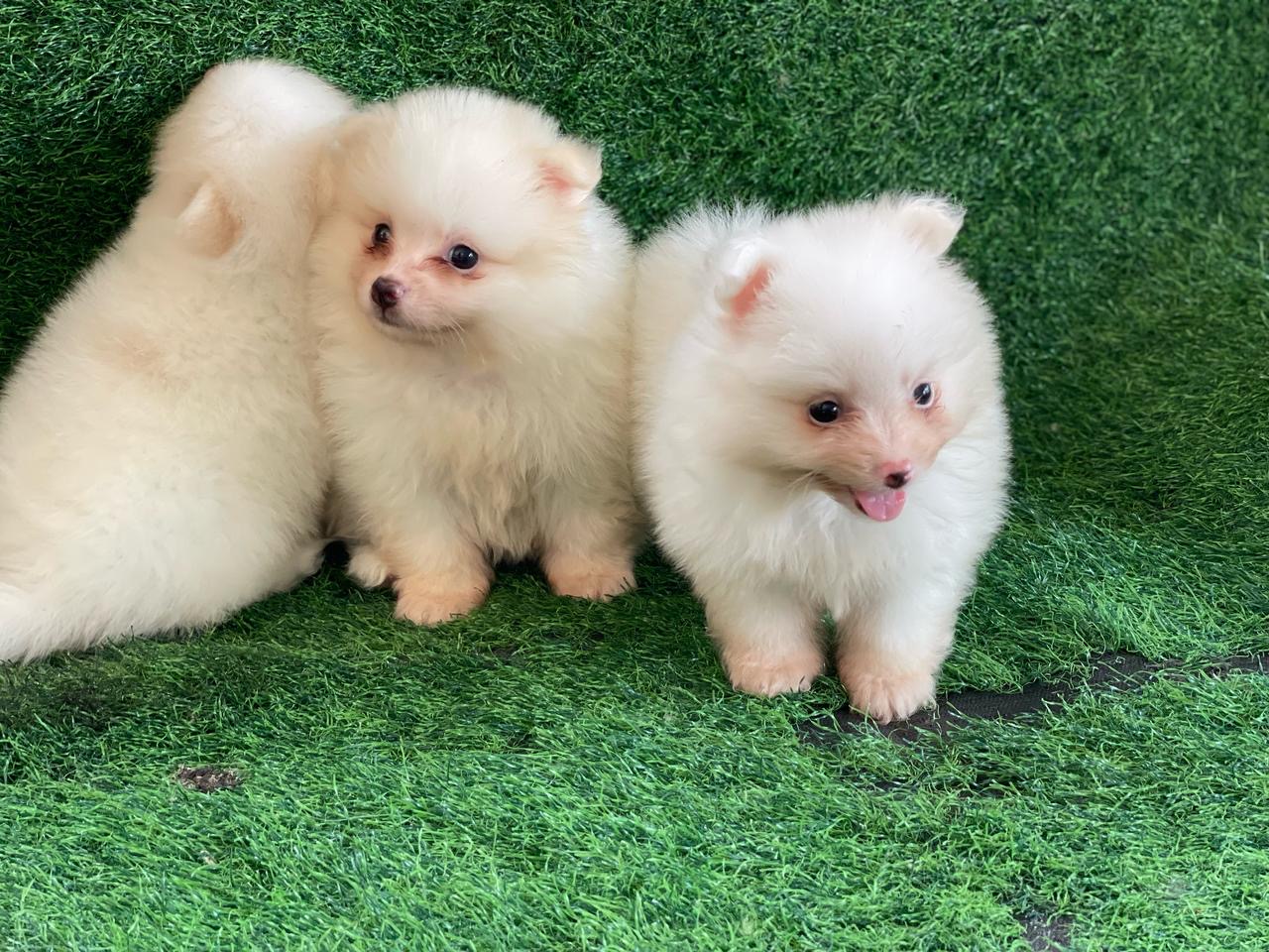 Pomerania Ambos Sexos  Foto 7274385-3.jpg