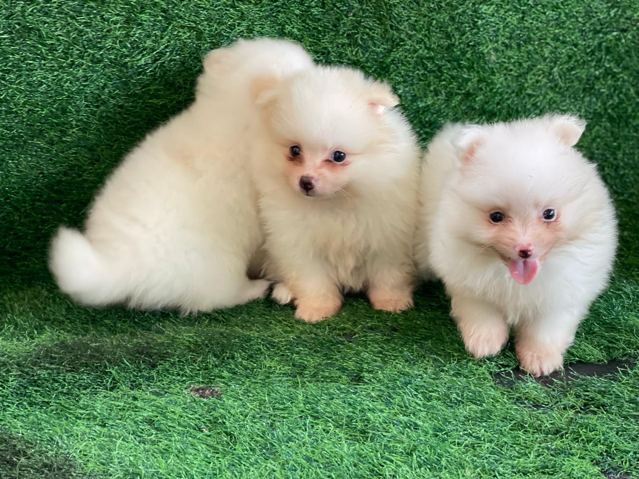 Pomerania Ambos Sexos  Foto 7274385-4.jpg